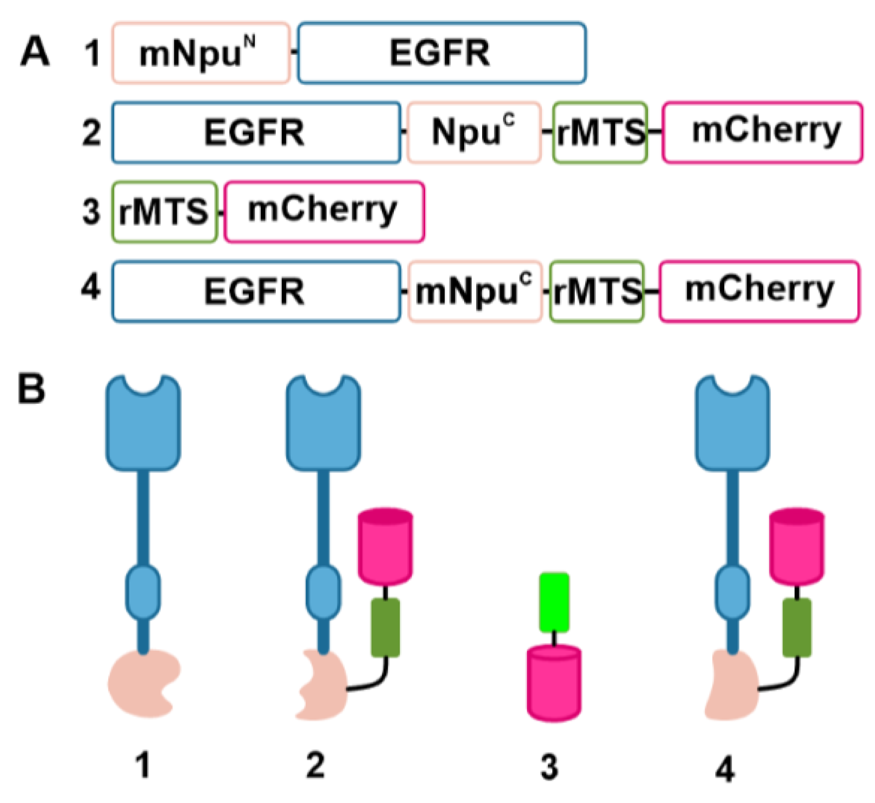 Biosensors 13 00383 g001 Biosensors 13 00383 g001