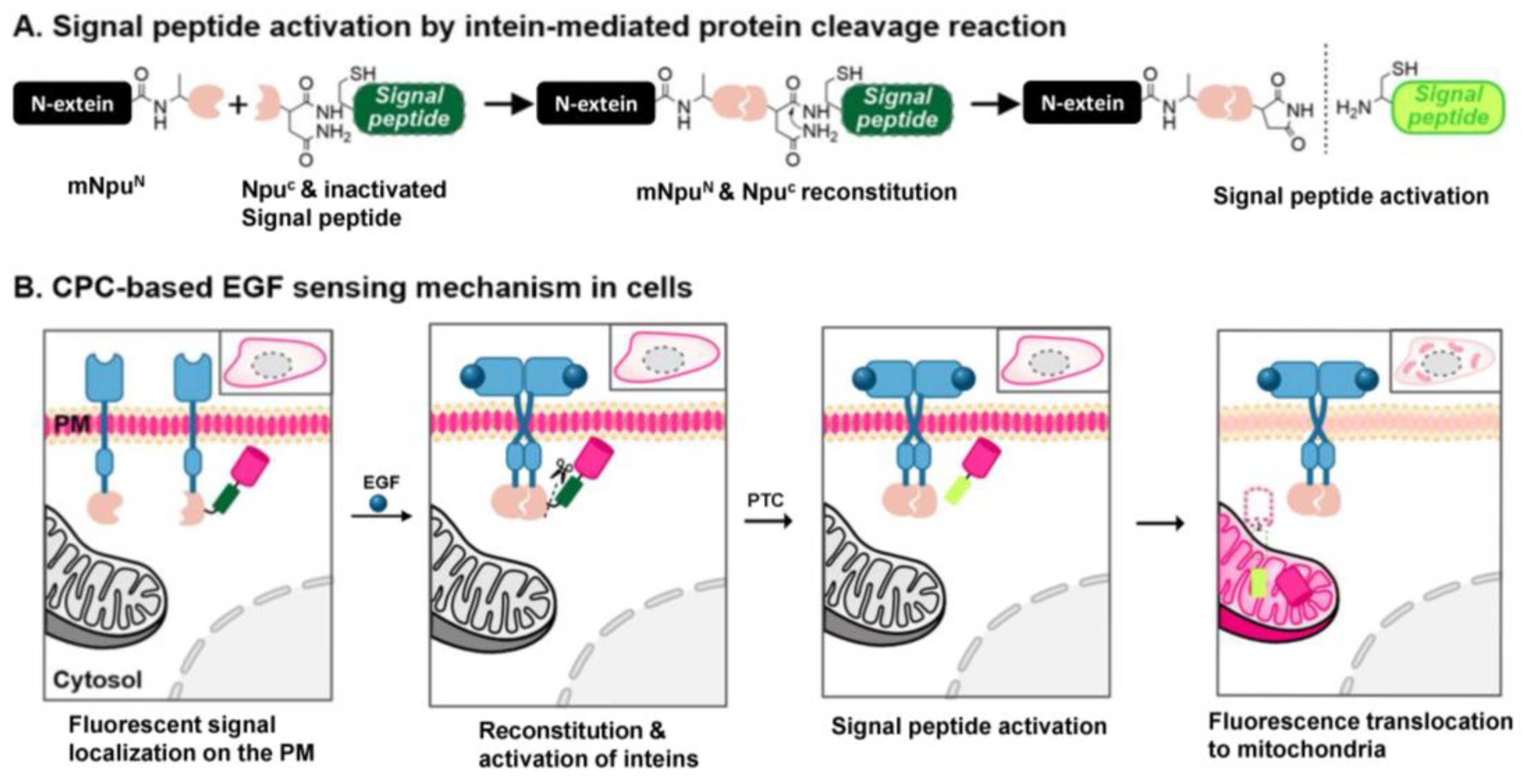 Biosensors 13 00383 sch001 Biosensors 13 00383 sch001