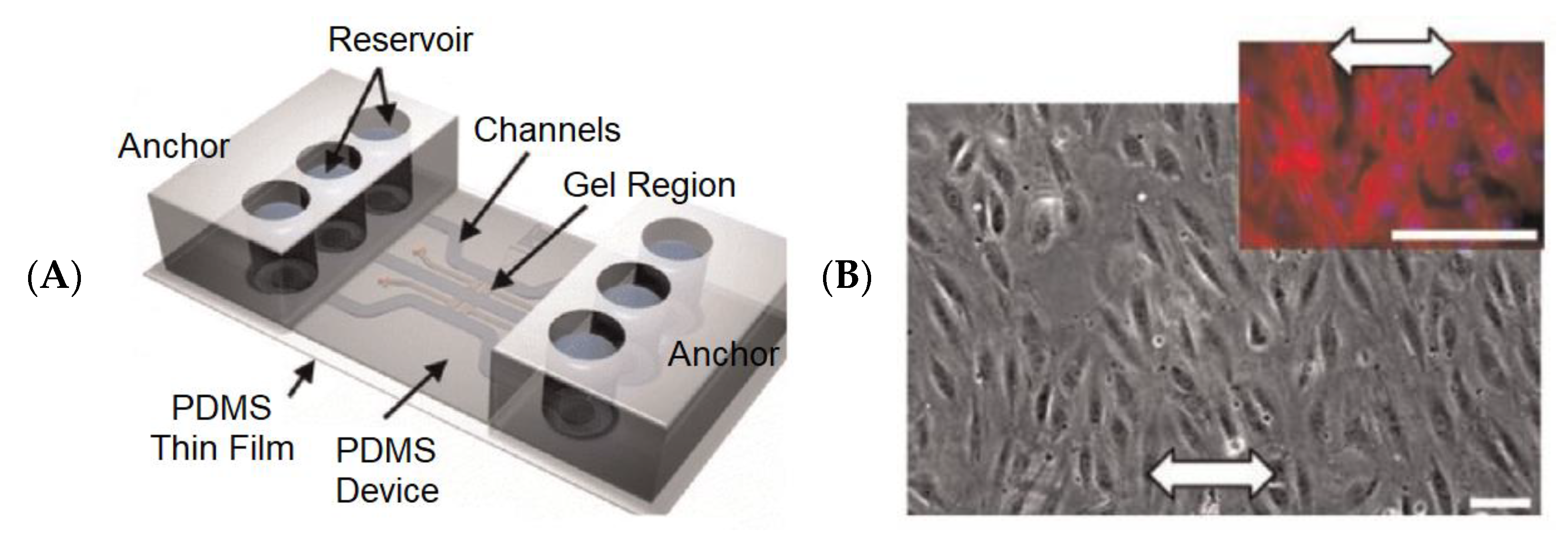 Biosensors 13 00389 g009