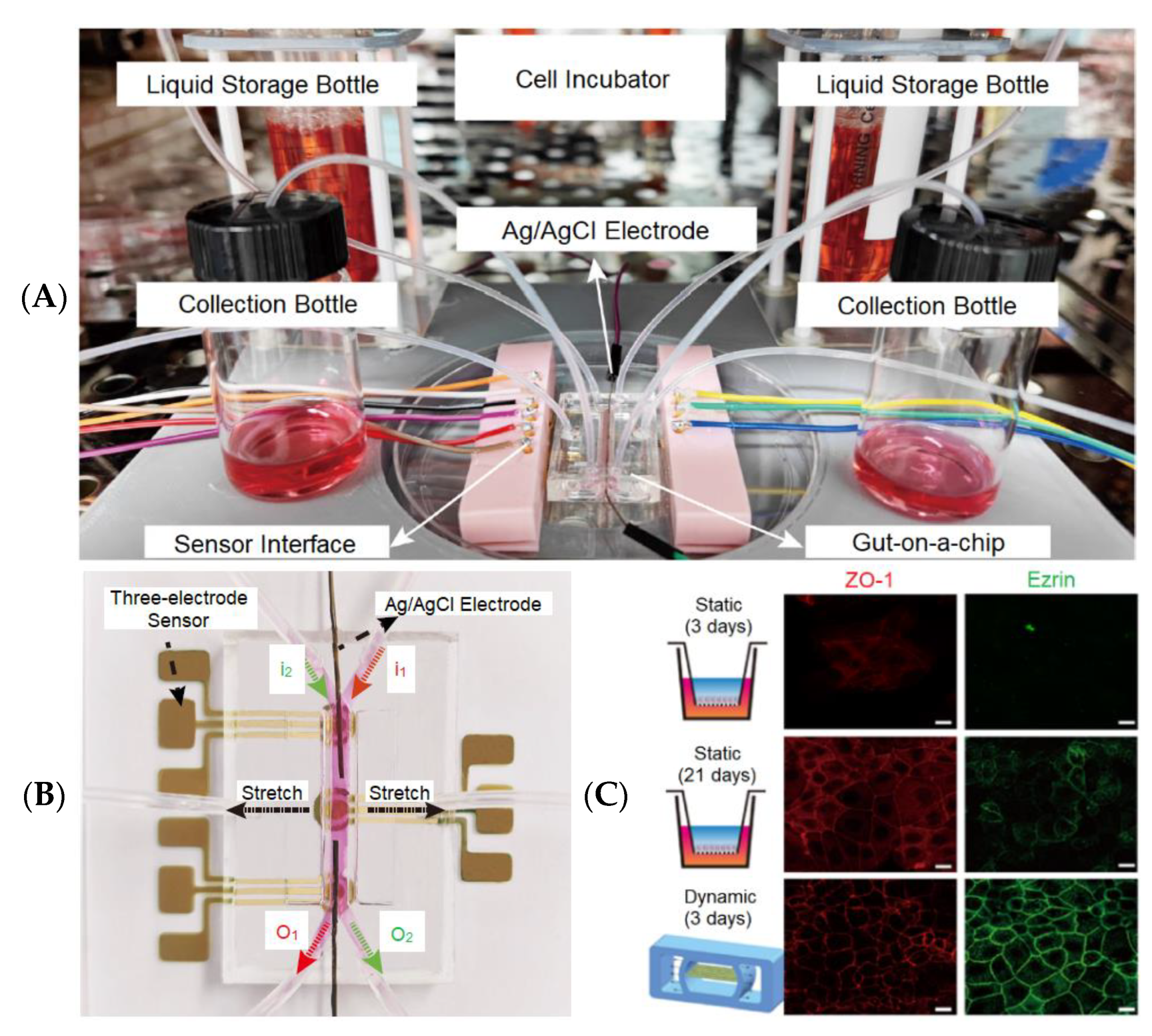 Biosensors 13 00389 g010