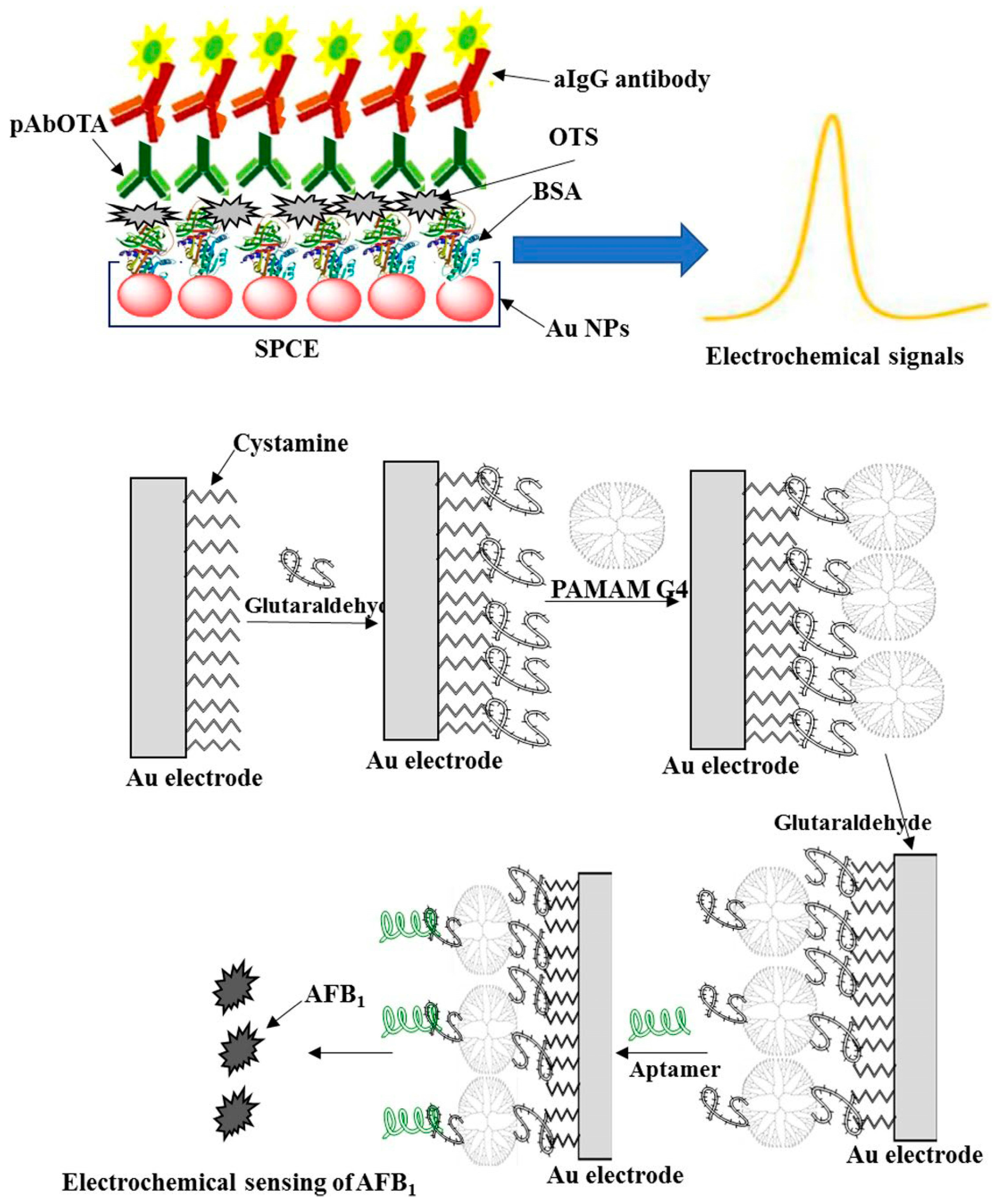 Biosensors 13 00391 g010