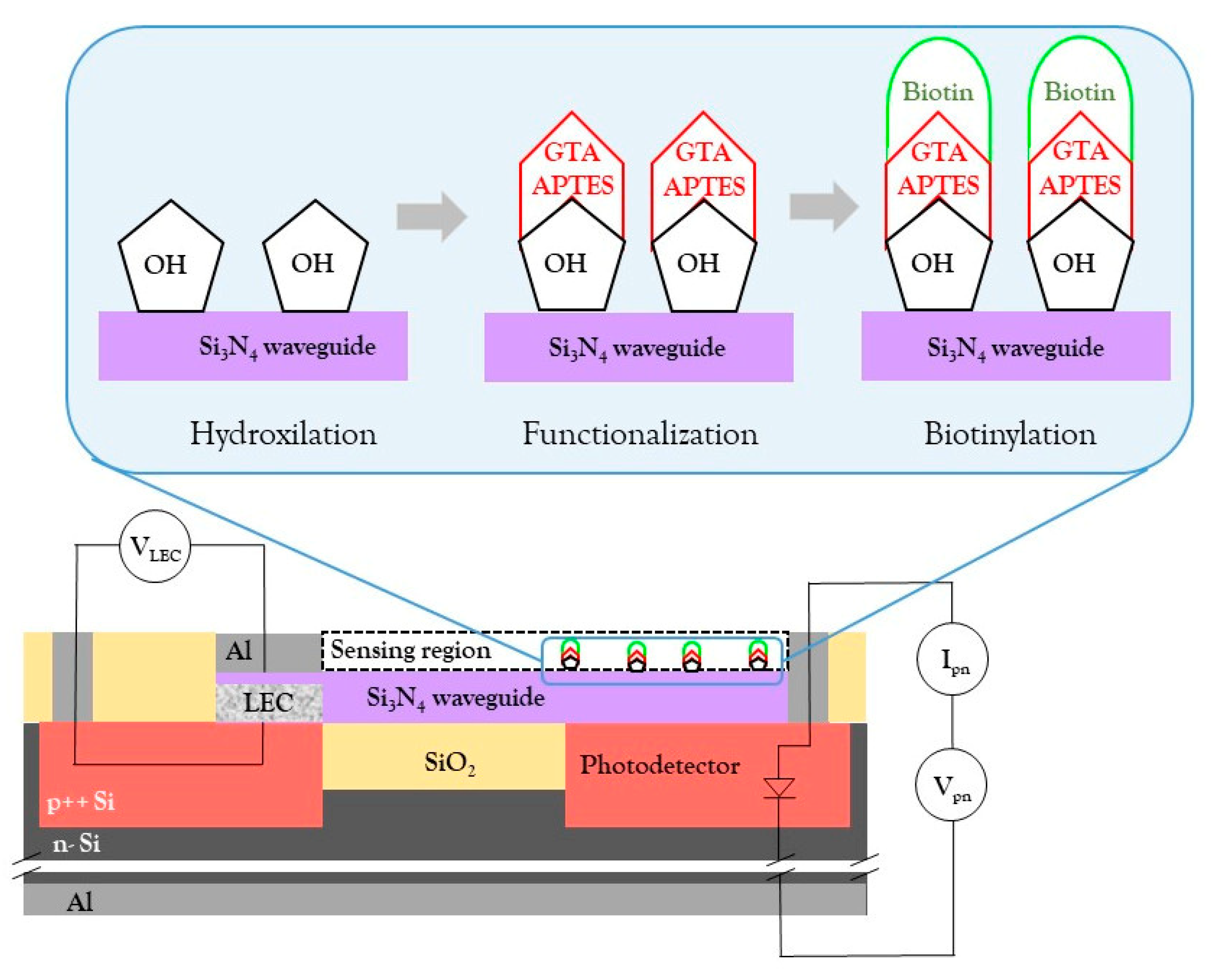 Biosensors 13 00399 g001 Biosensors 13 00399 g001