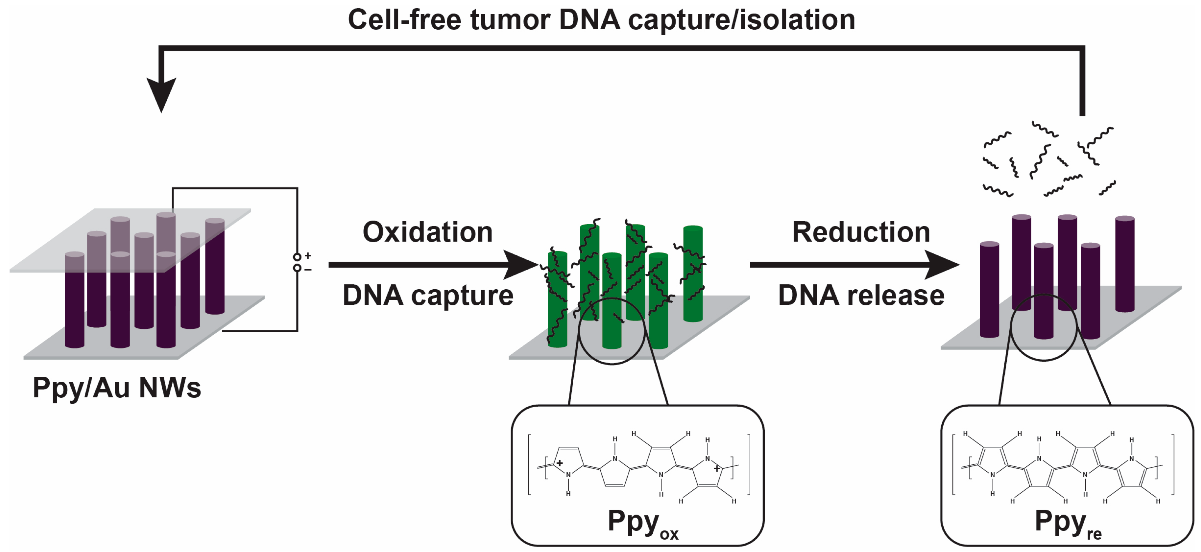 Biosensors 13 00400 g003