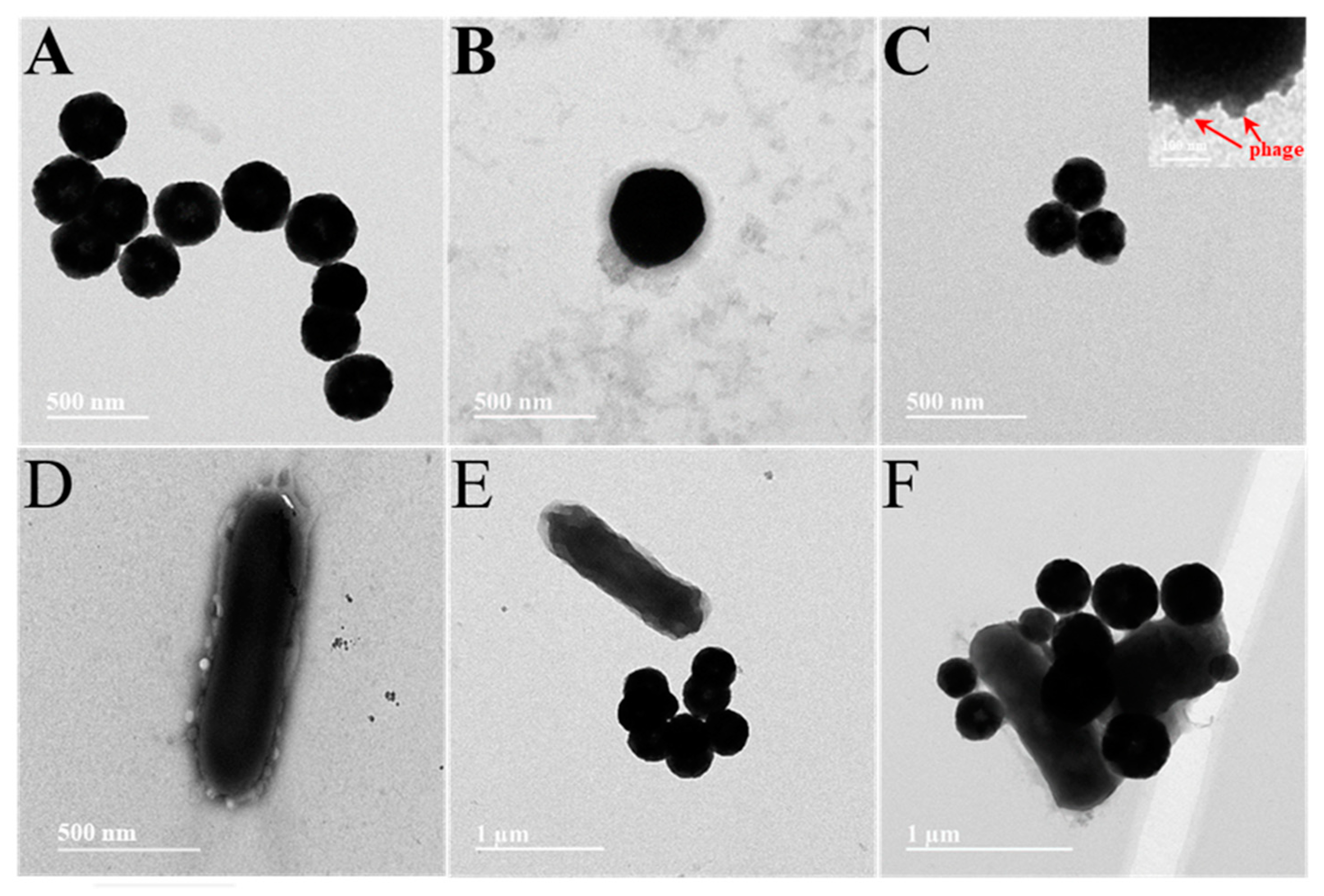 Biosensors 13 00401 g001