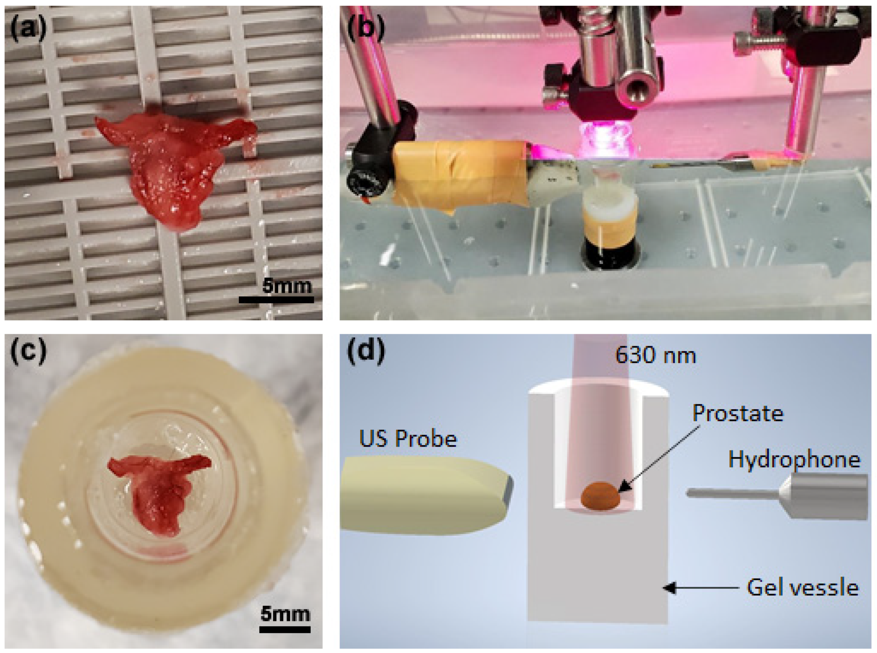 Biosensors 13 00403 g003