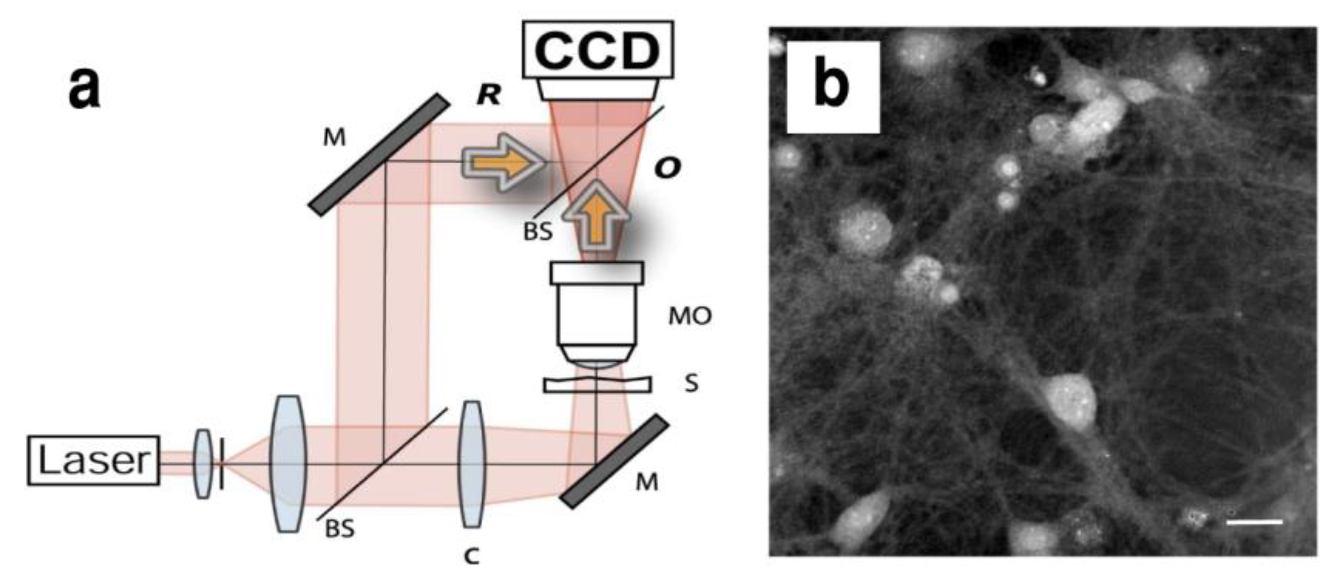 Biosensors 13 00404 g002