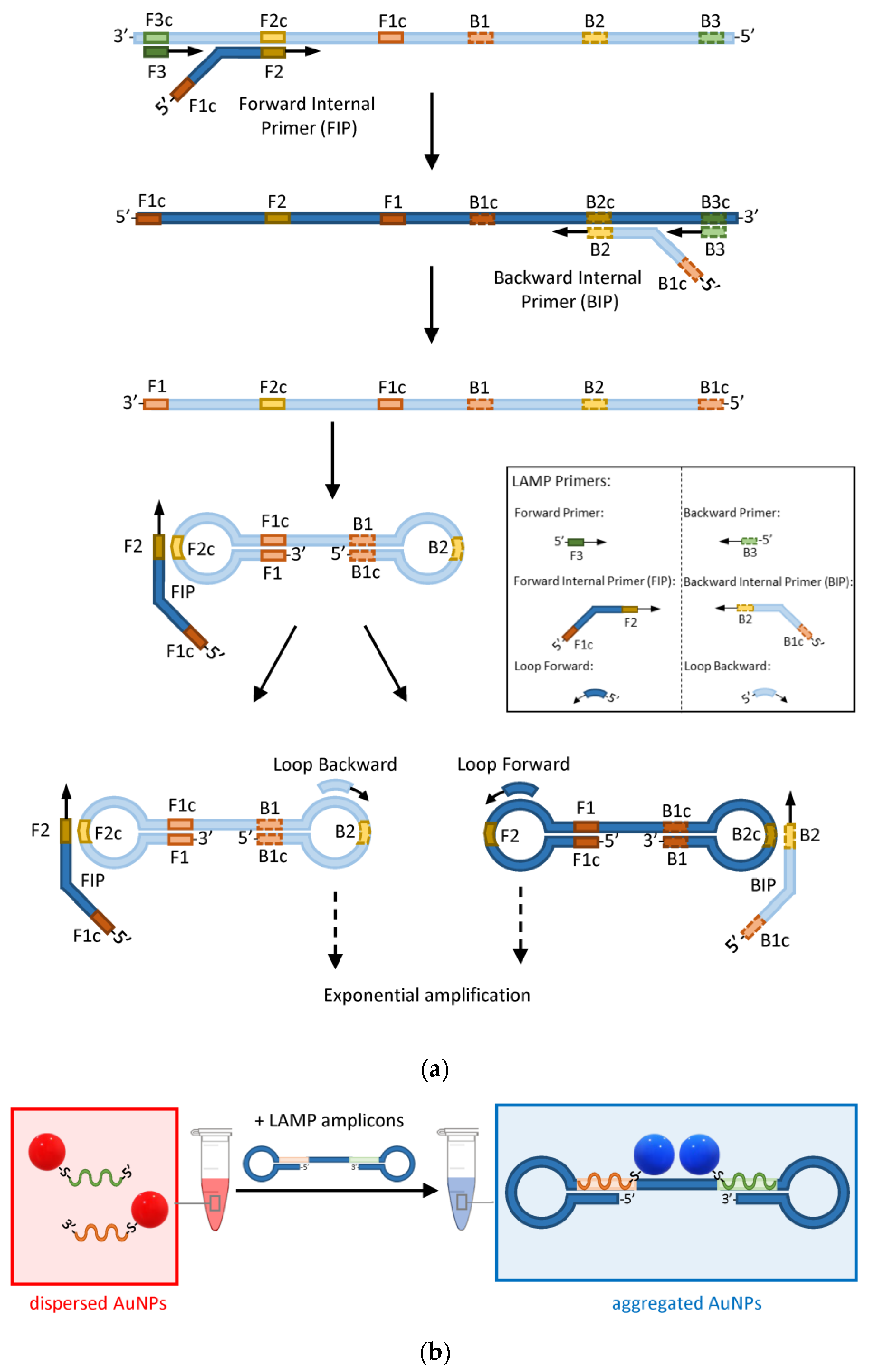 Biosensors 13 00411 g005