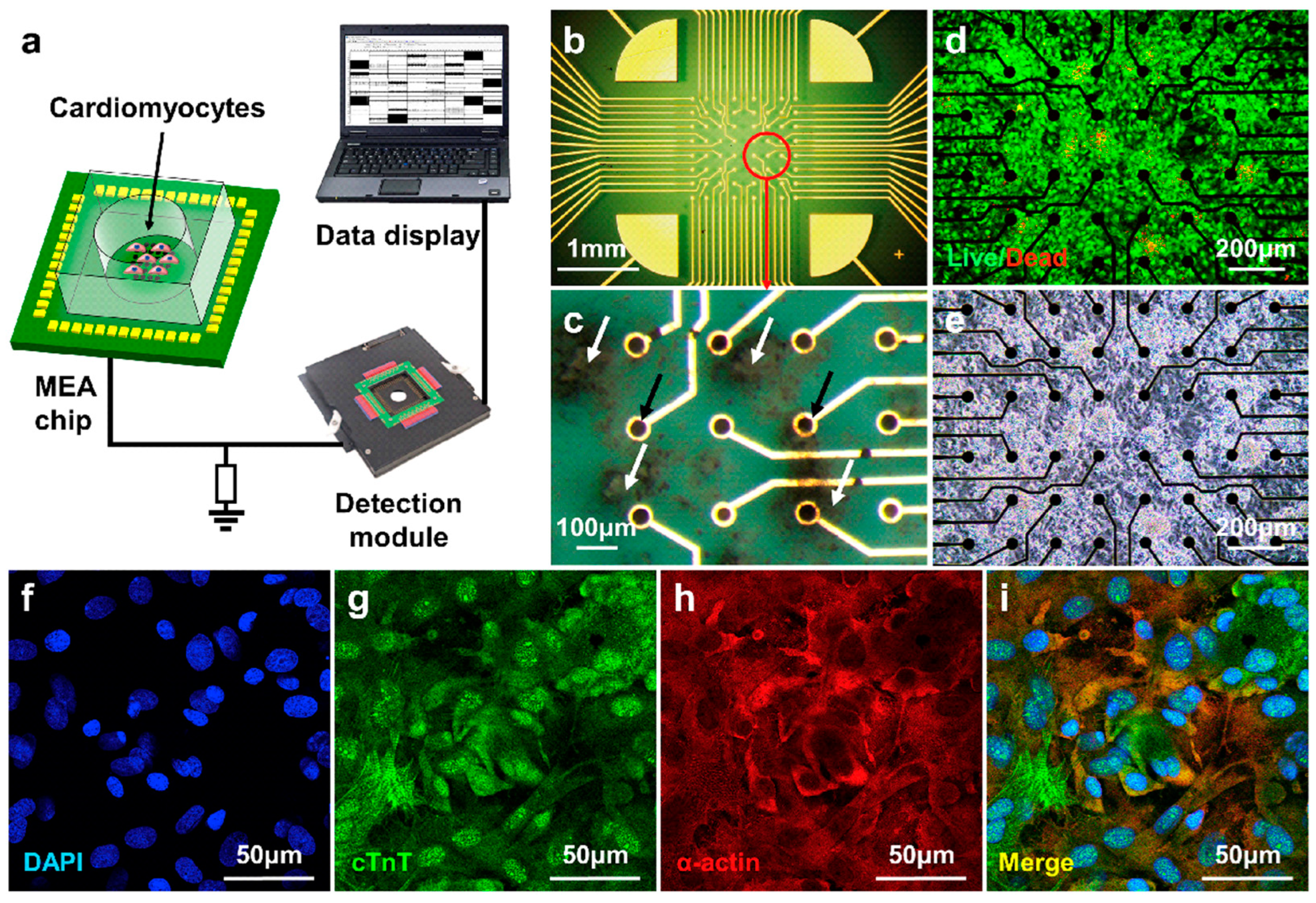 Biosensors 13 00414 g007