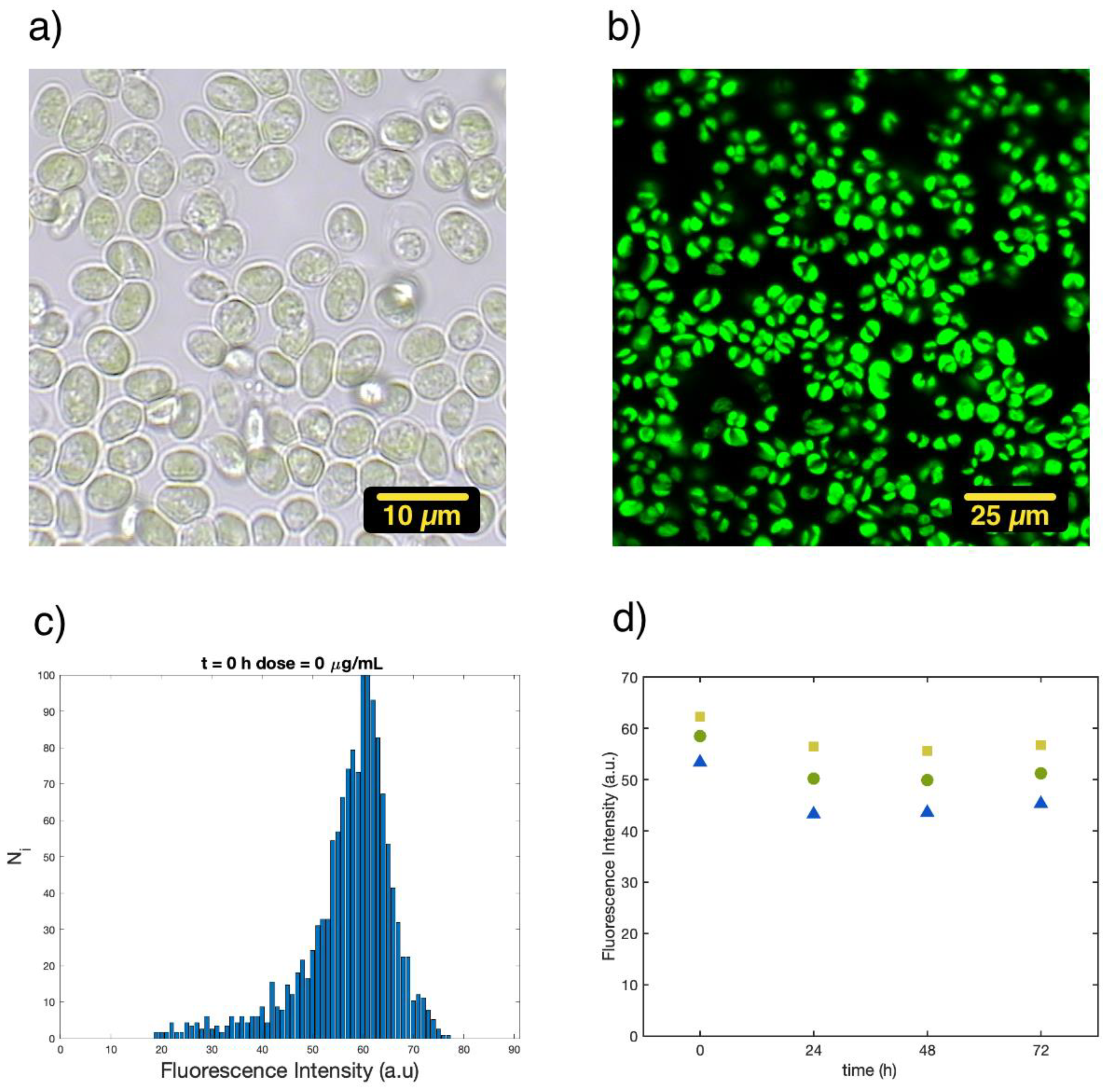 Biosensors 13 00417 g001