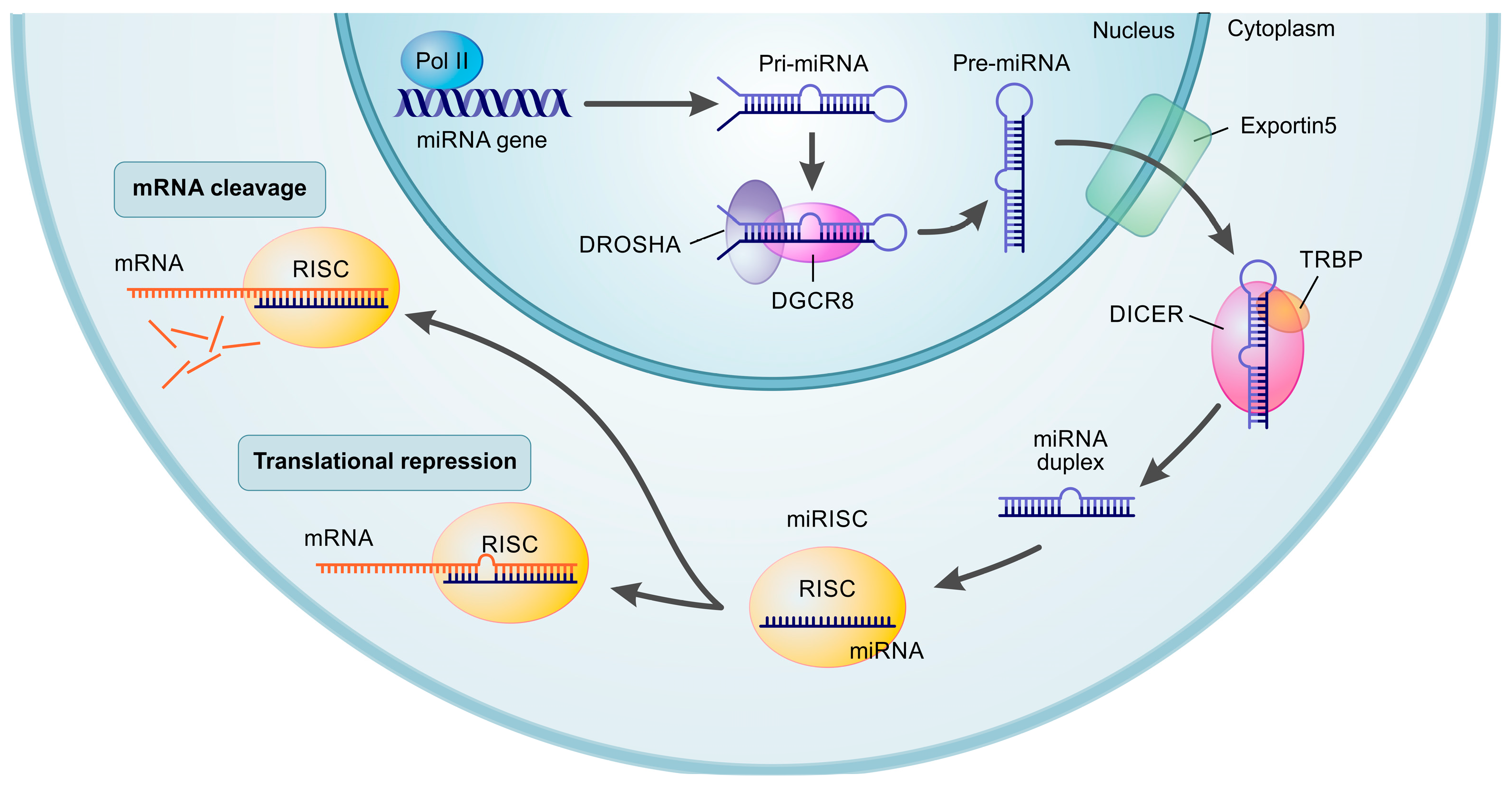 Biosensors 13 00422 g001