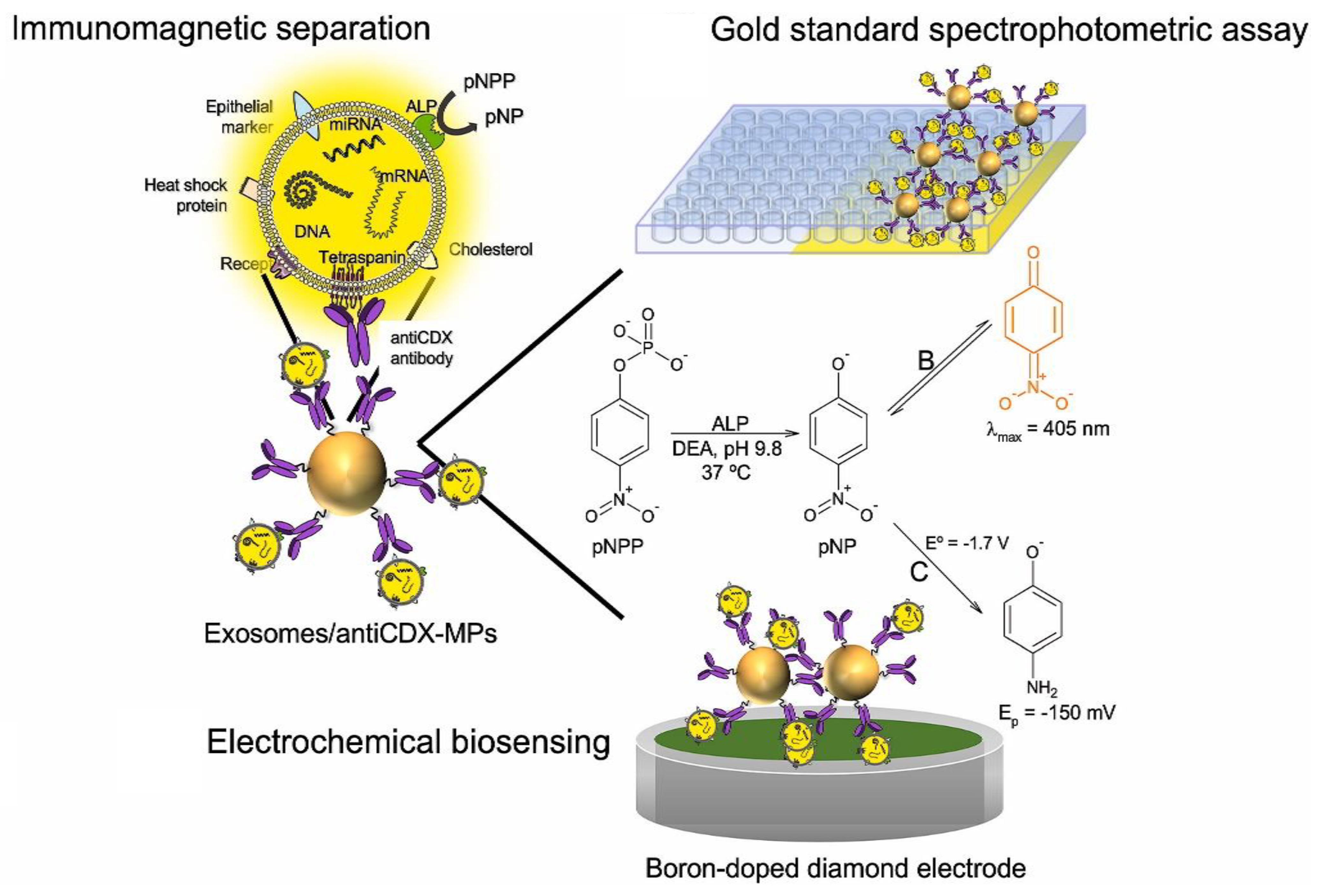 Biosensors 13 00481 g006
