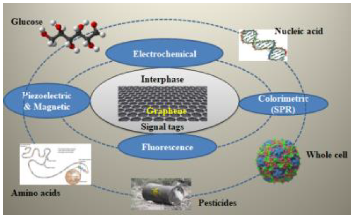 Biosensors 13 00488 g004