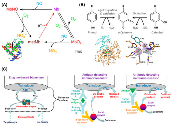 Biosensors 13 00492 g002
