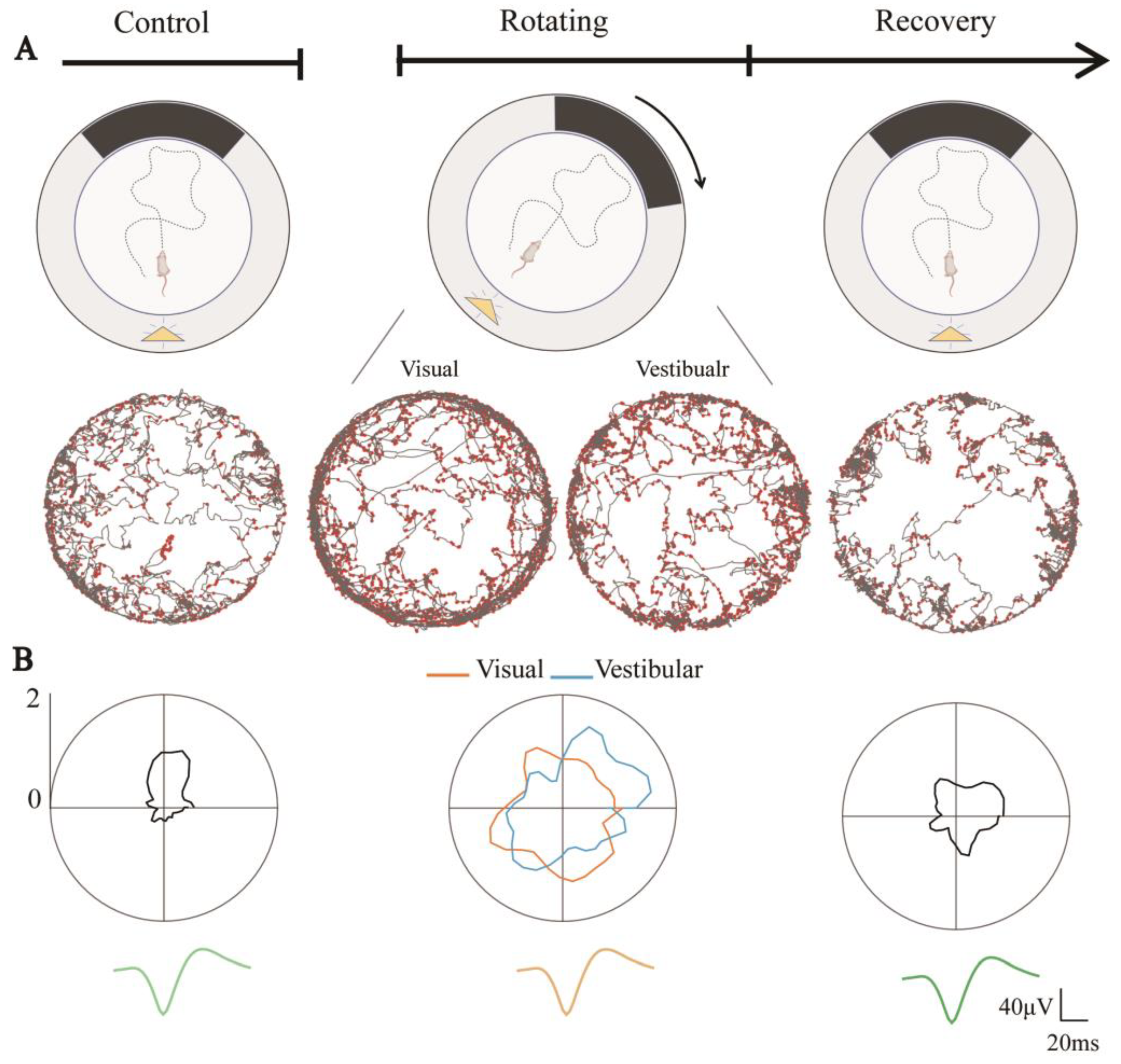 Biosensors 13 00496 g004 Biosensors 13 00496 g004