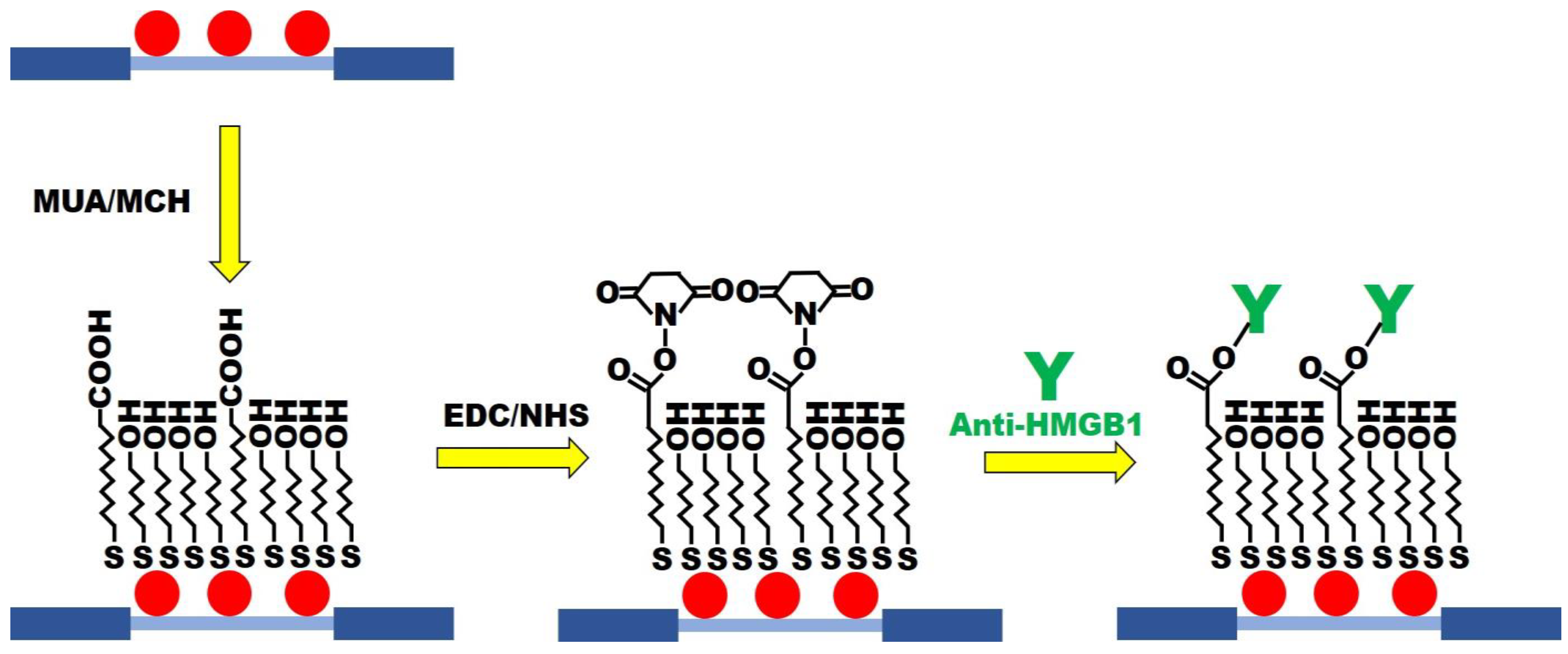 Biosensors 13 00522 g003