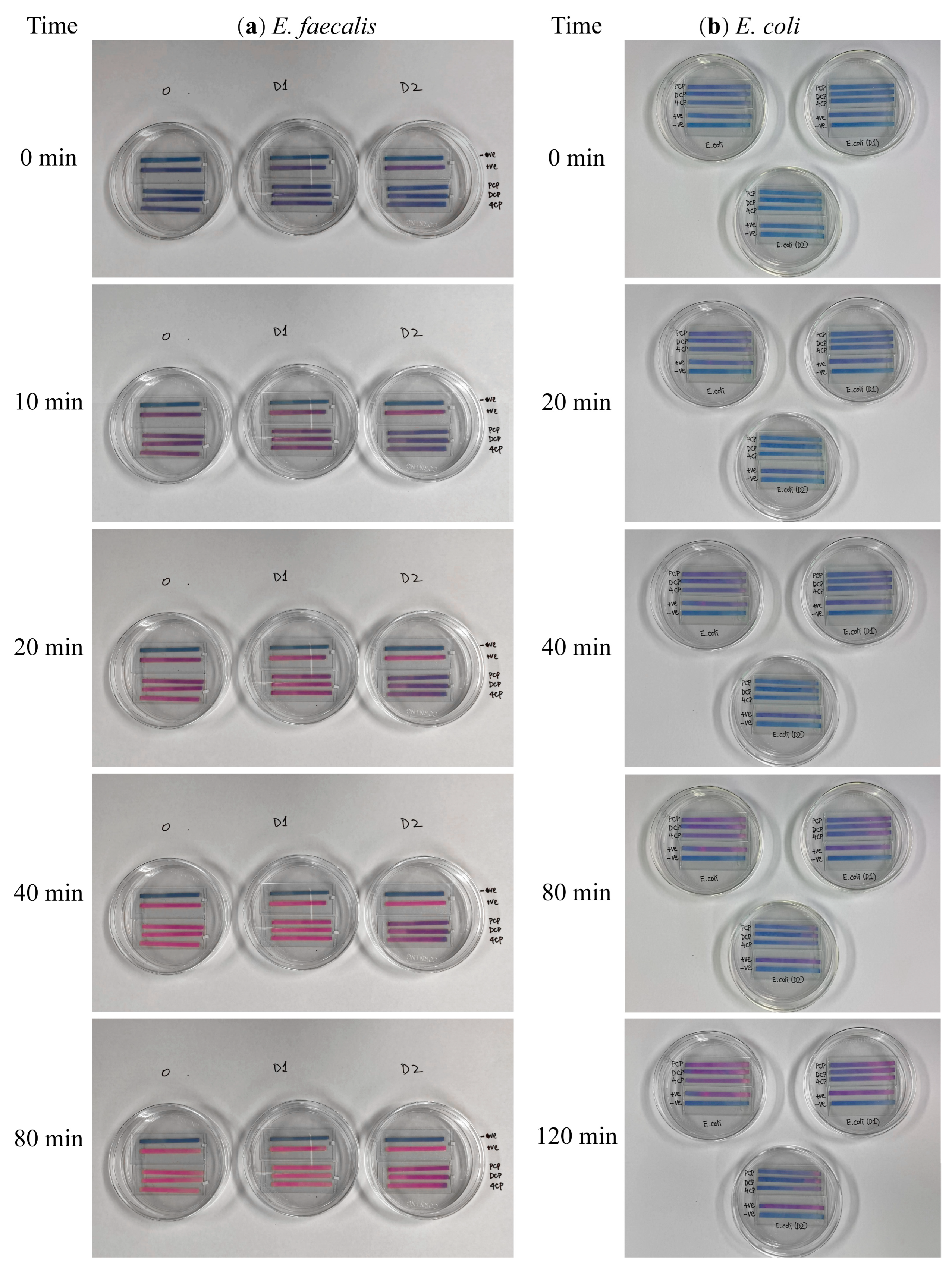 Biosensors 13 00523 g001
