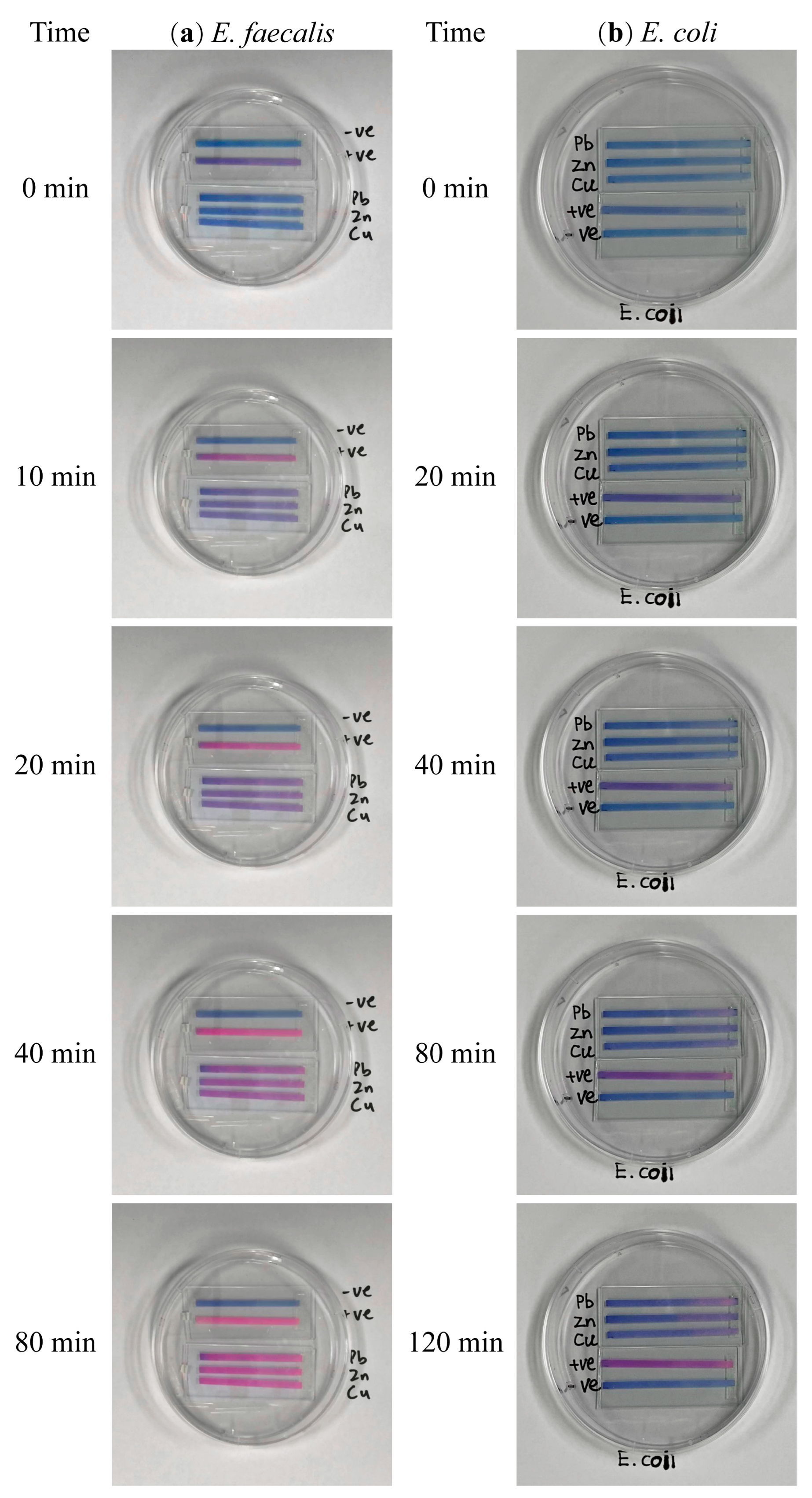 Biosensors 13 00523 g005