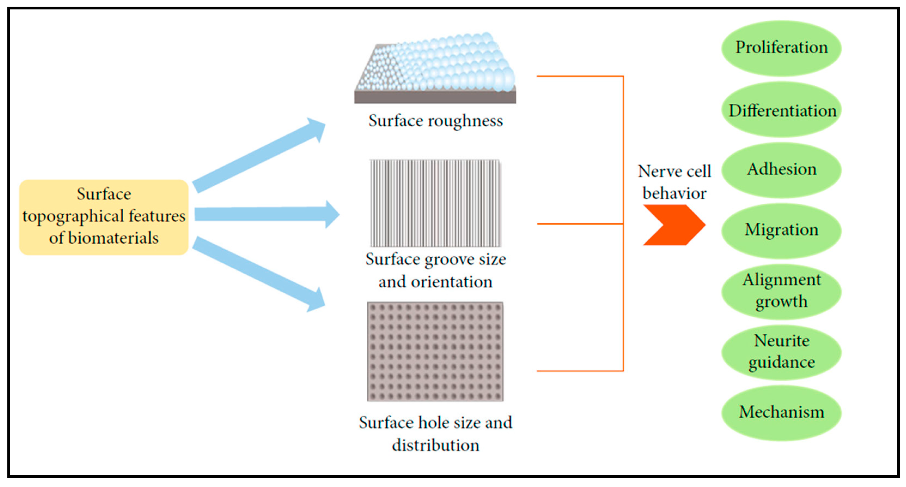 Biosensors 13 00551 g013