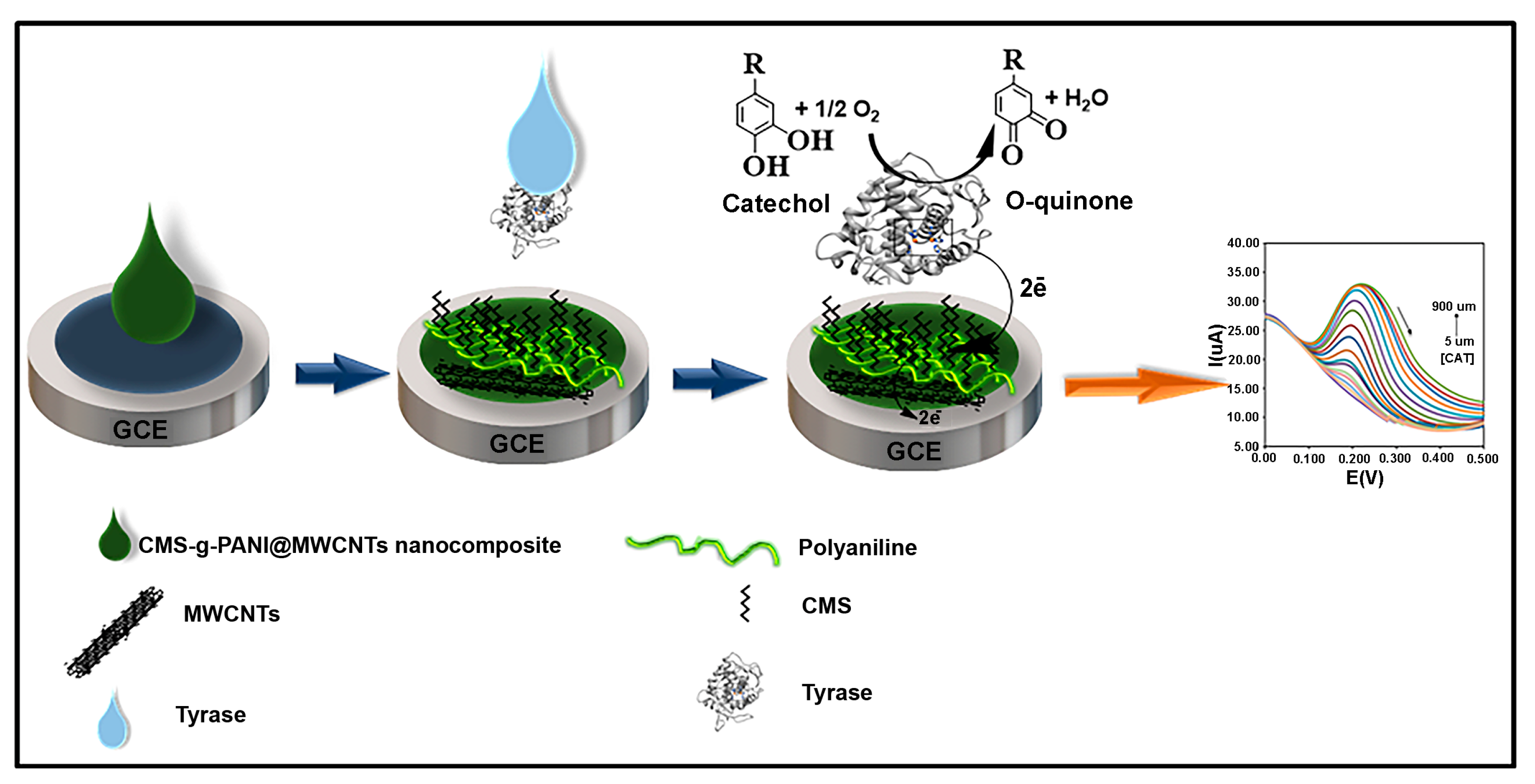 Biosensors 13 00562 g002
