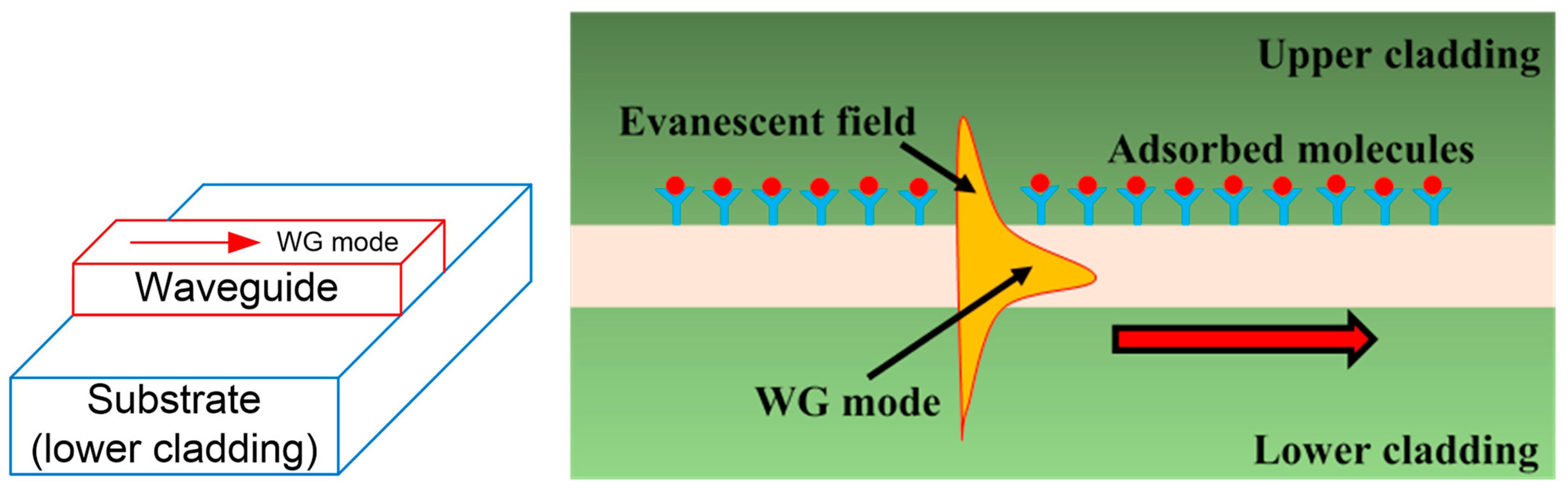 Biosensors 13 00568 g002