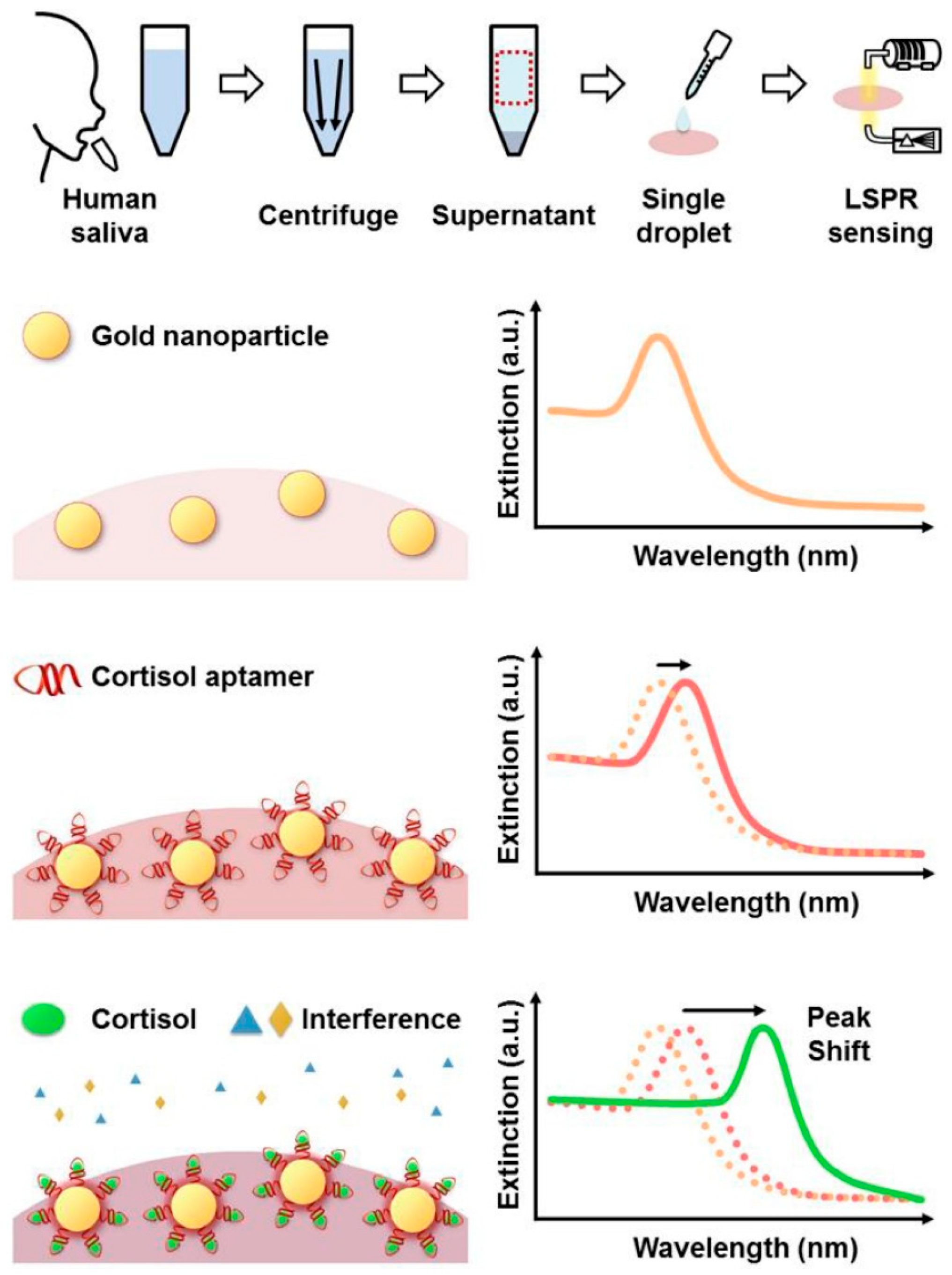 Biosensors 13 00569 g005