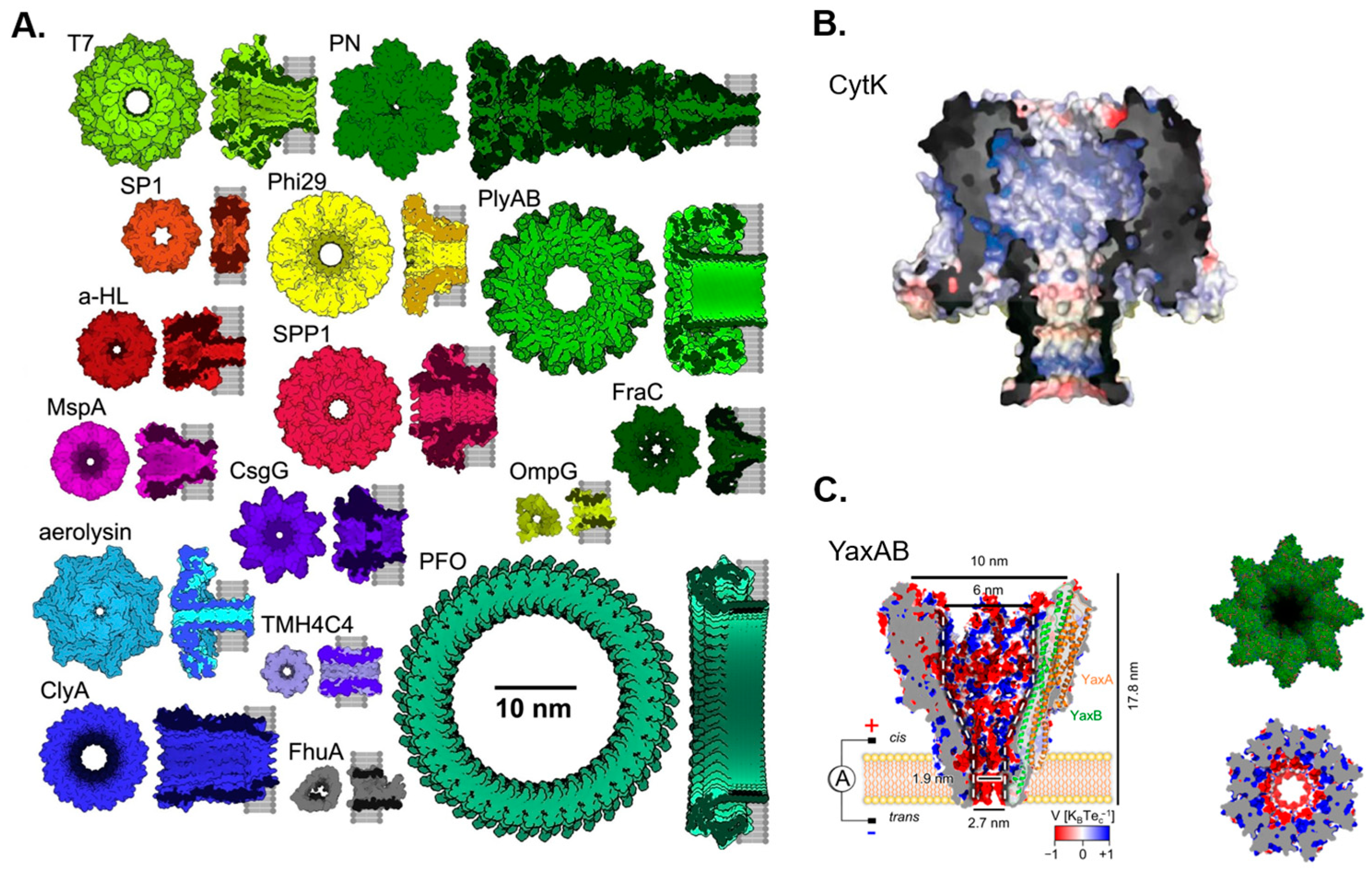 Biosensors 13 00598 g001