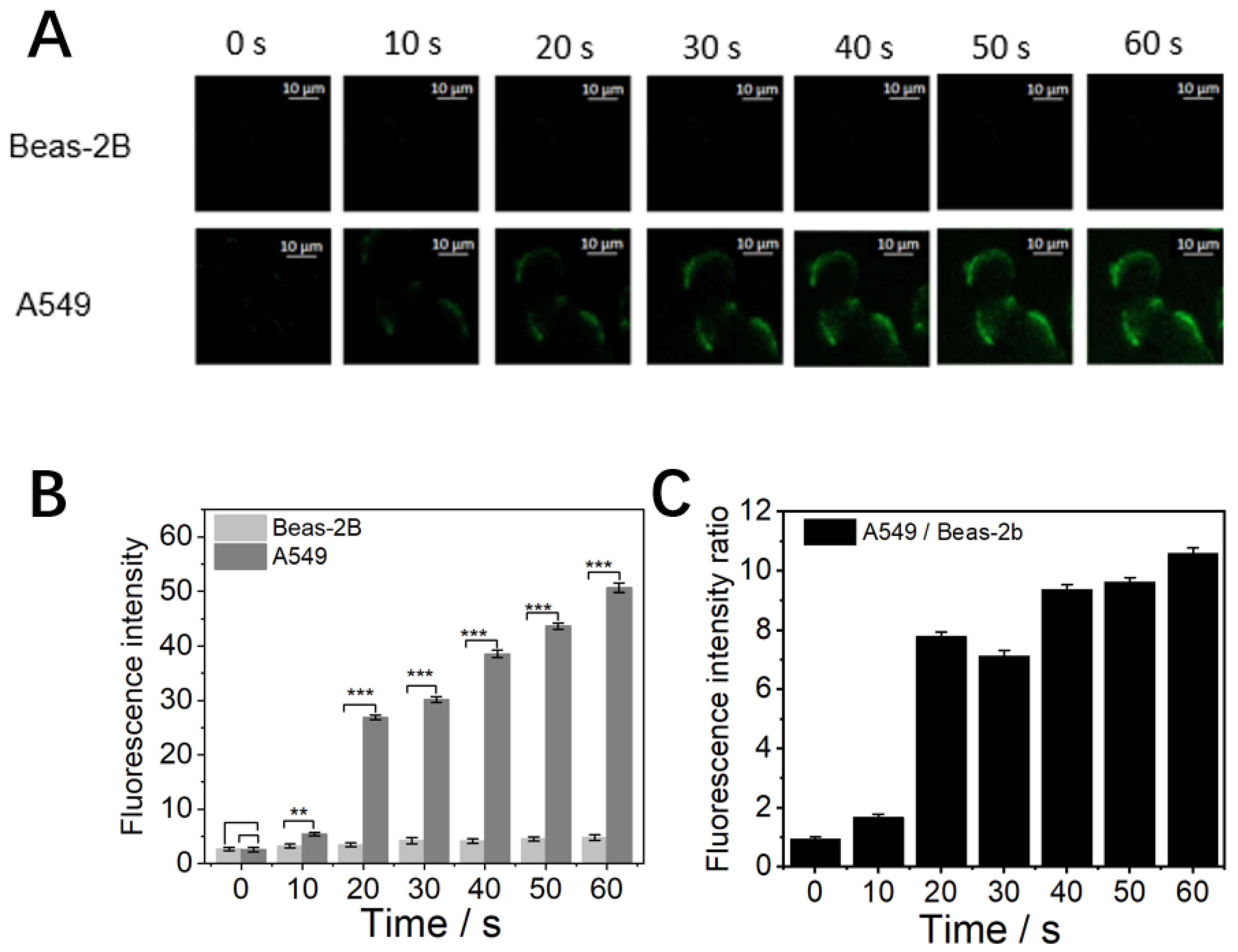 Biosensors 13 00602 g001