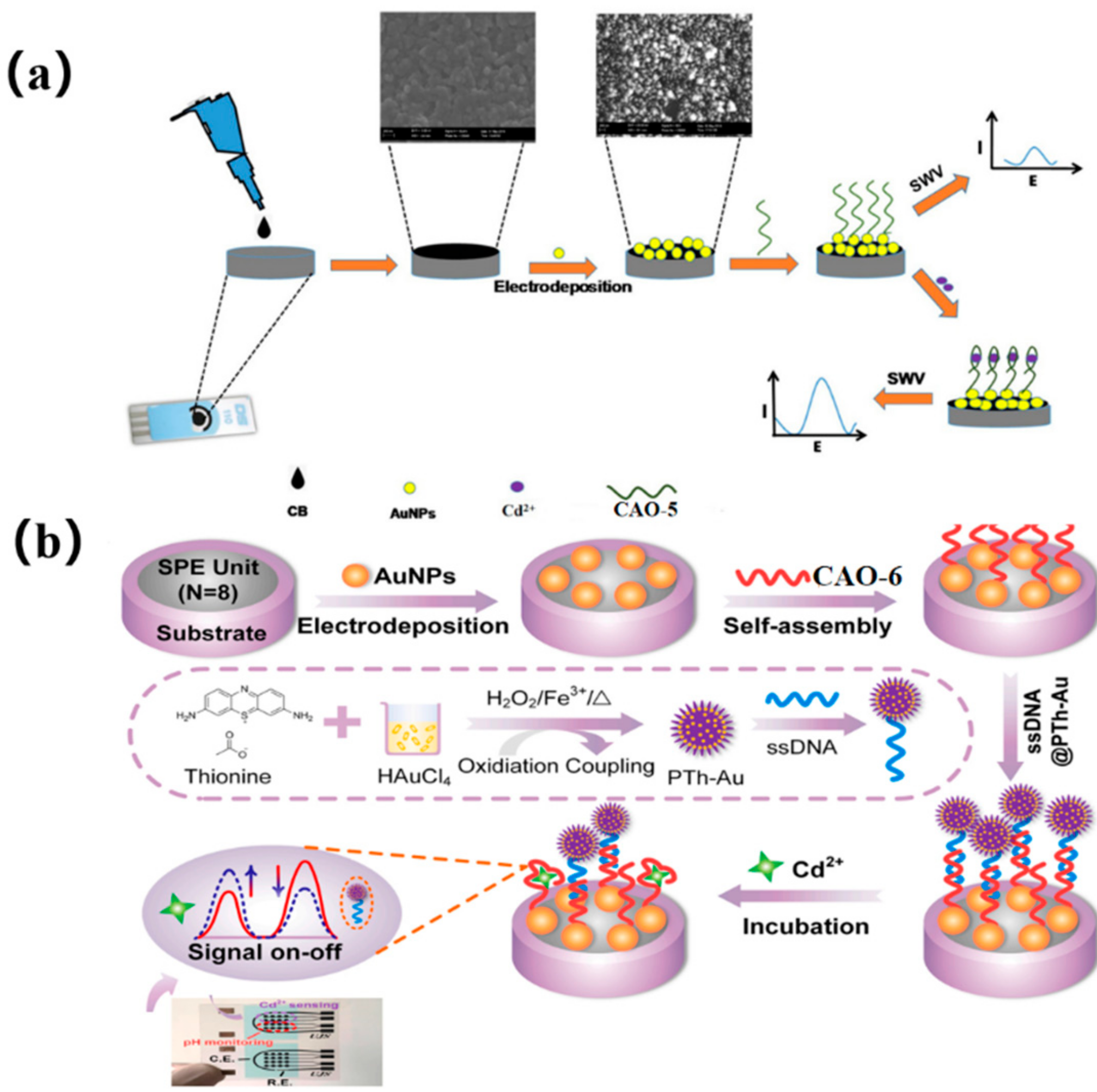 Biosensors 13 00612 g002