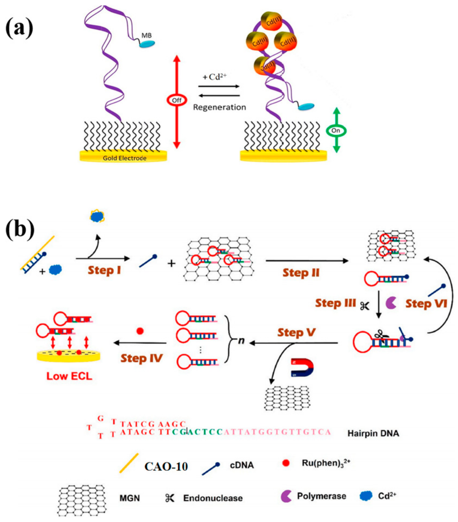 Biosensors 13 00612 g004