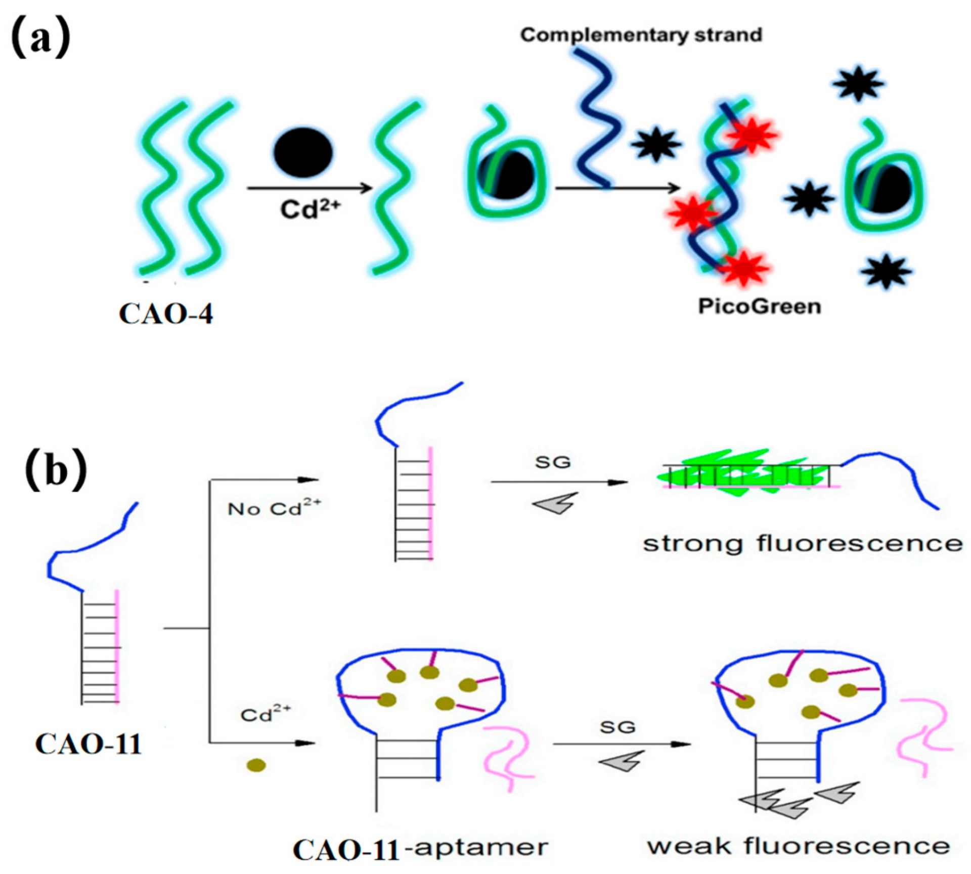 Biosensors 13 00612 g005