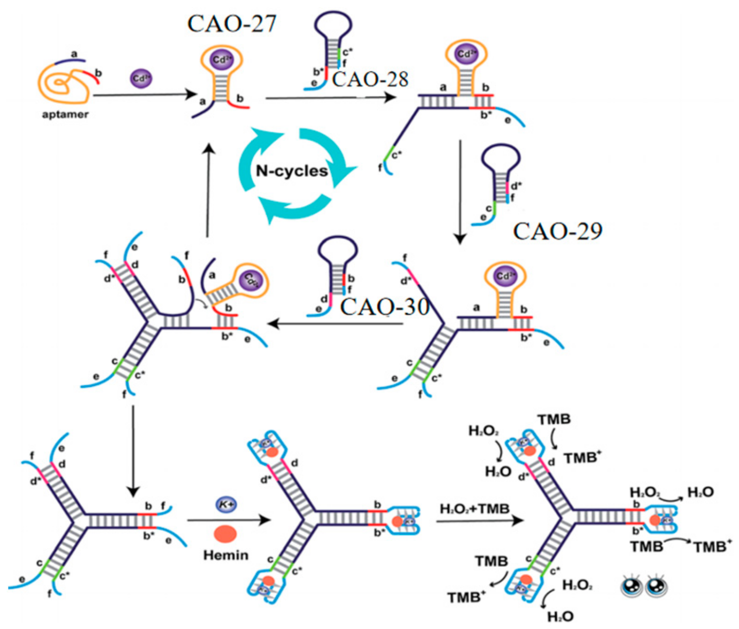 Biosensors 13 00612 g010