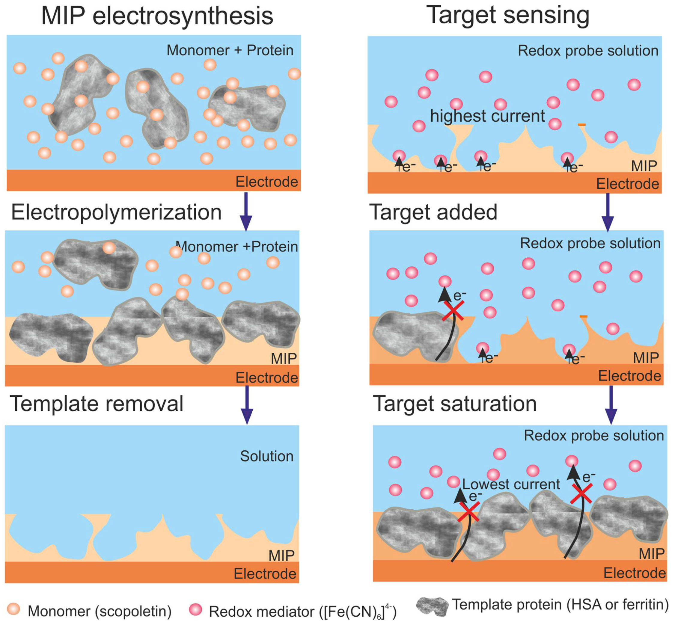 Biosensors 13 00620 g003 Biosensors 13 00620 g003