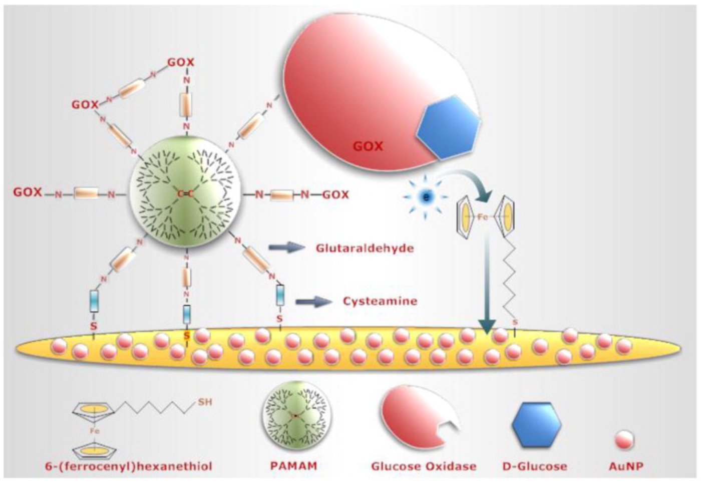 Biosensors 13 00622 g005