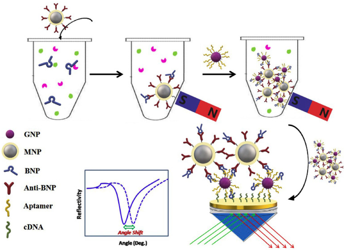 Biosensors 13 00632 g002