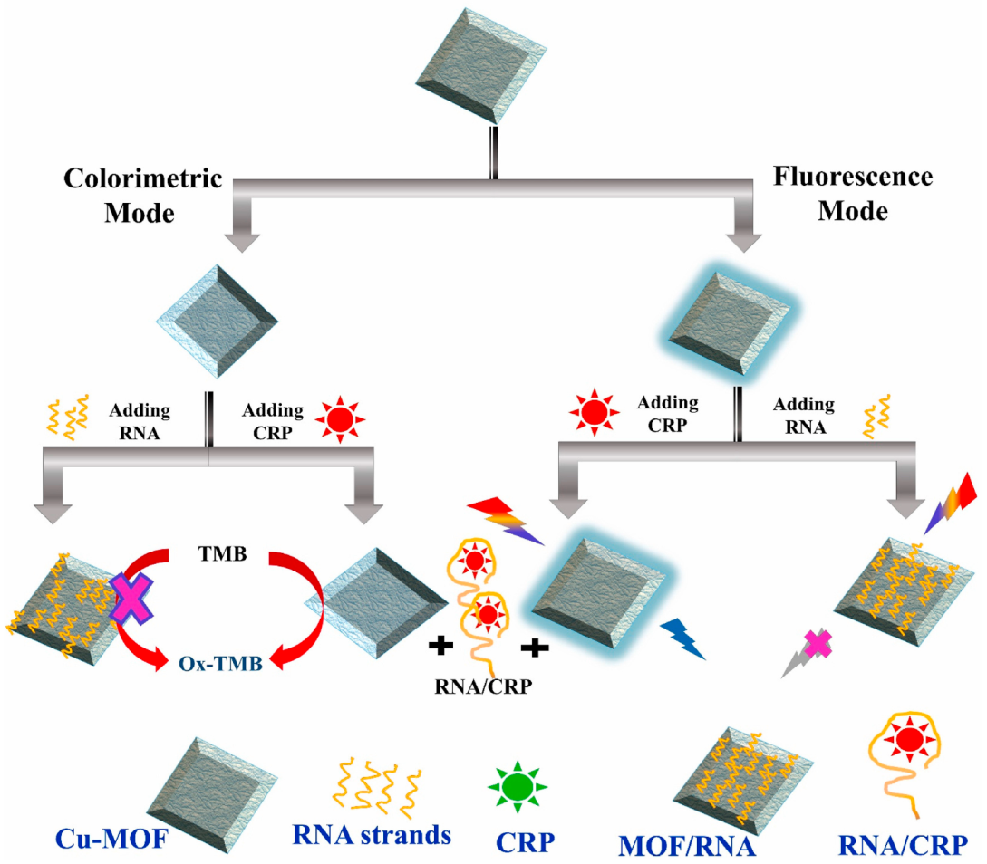 Biosensors 13 00632 g007