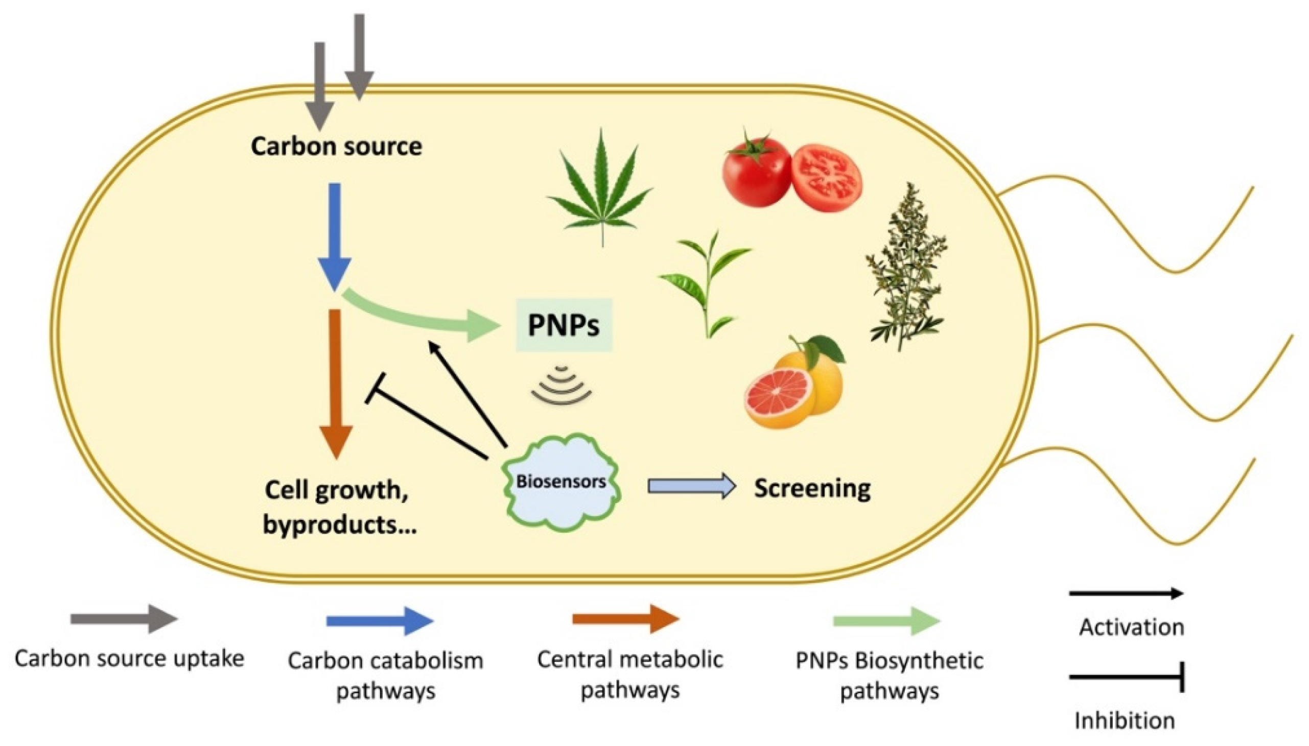 Biosensors 13 00633 g001