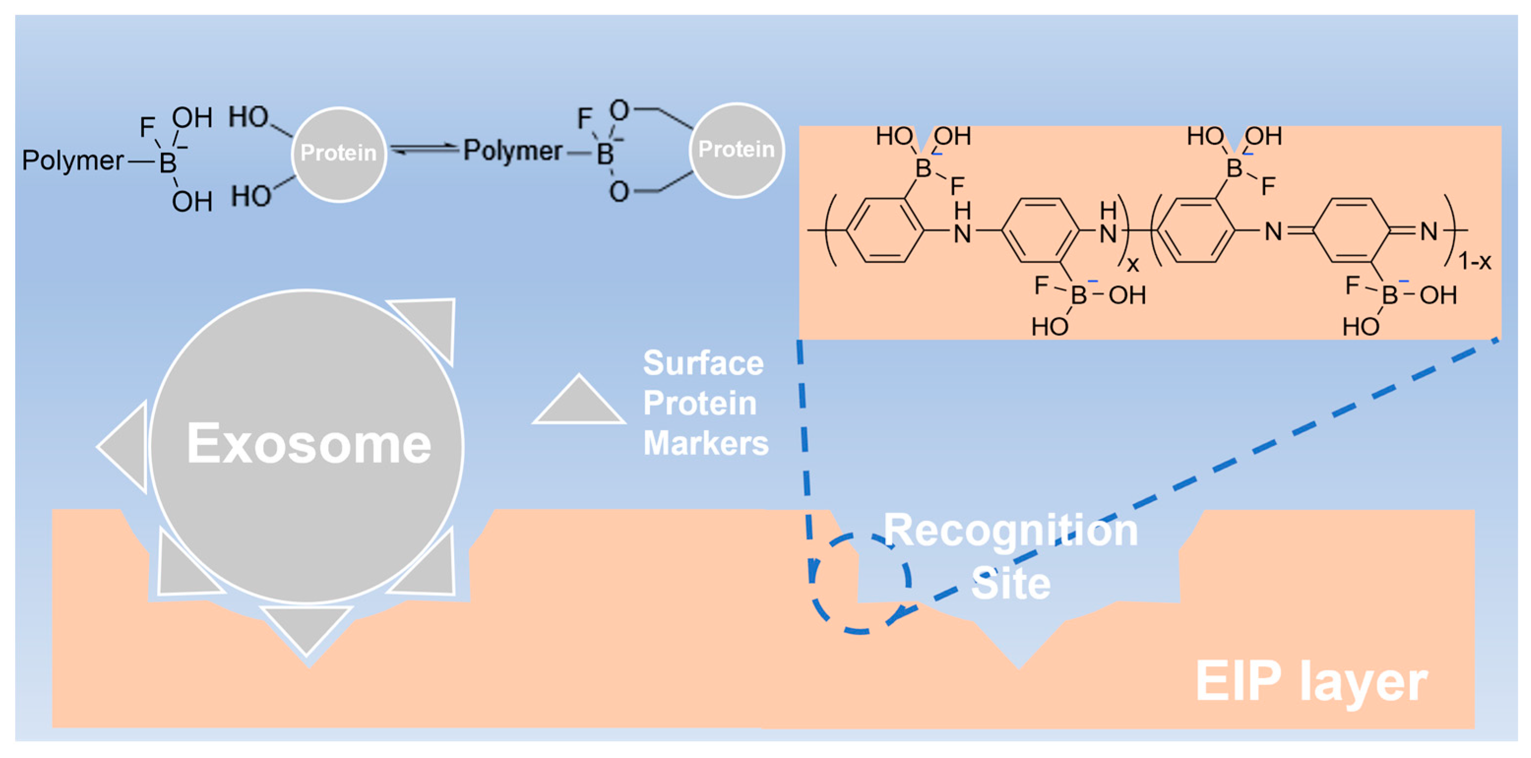 Biosensors 13 00647 sch002