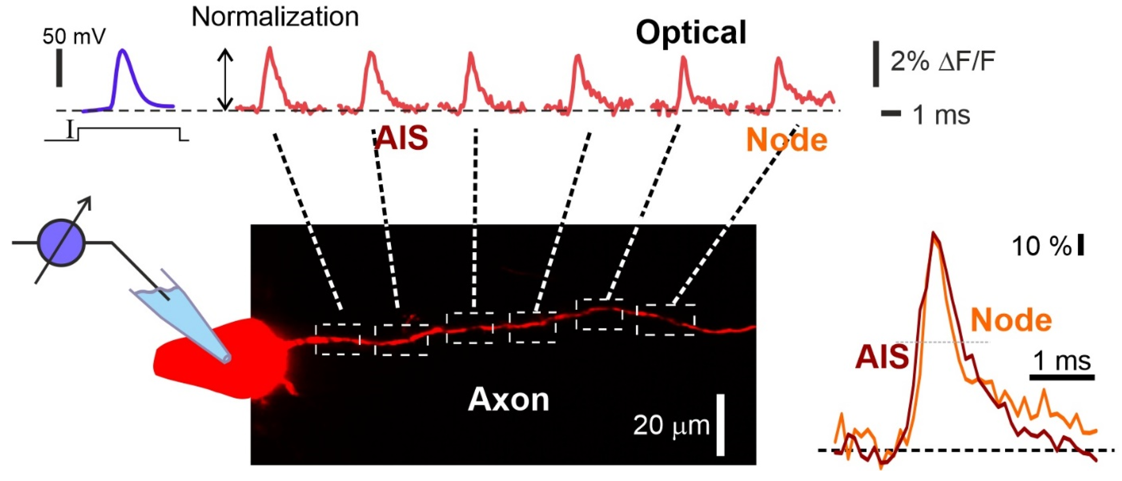 Biosensors 13 00648 g004