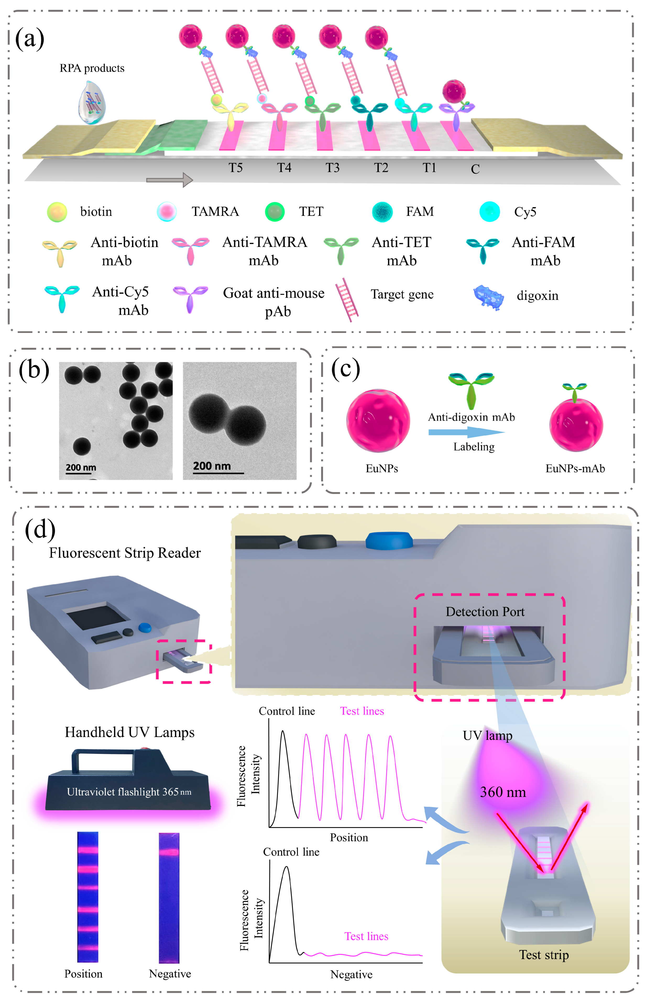 Biosensors 13 00652 g001 Biosensors 13 00652 g001