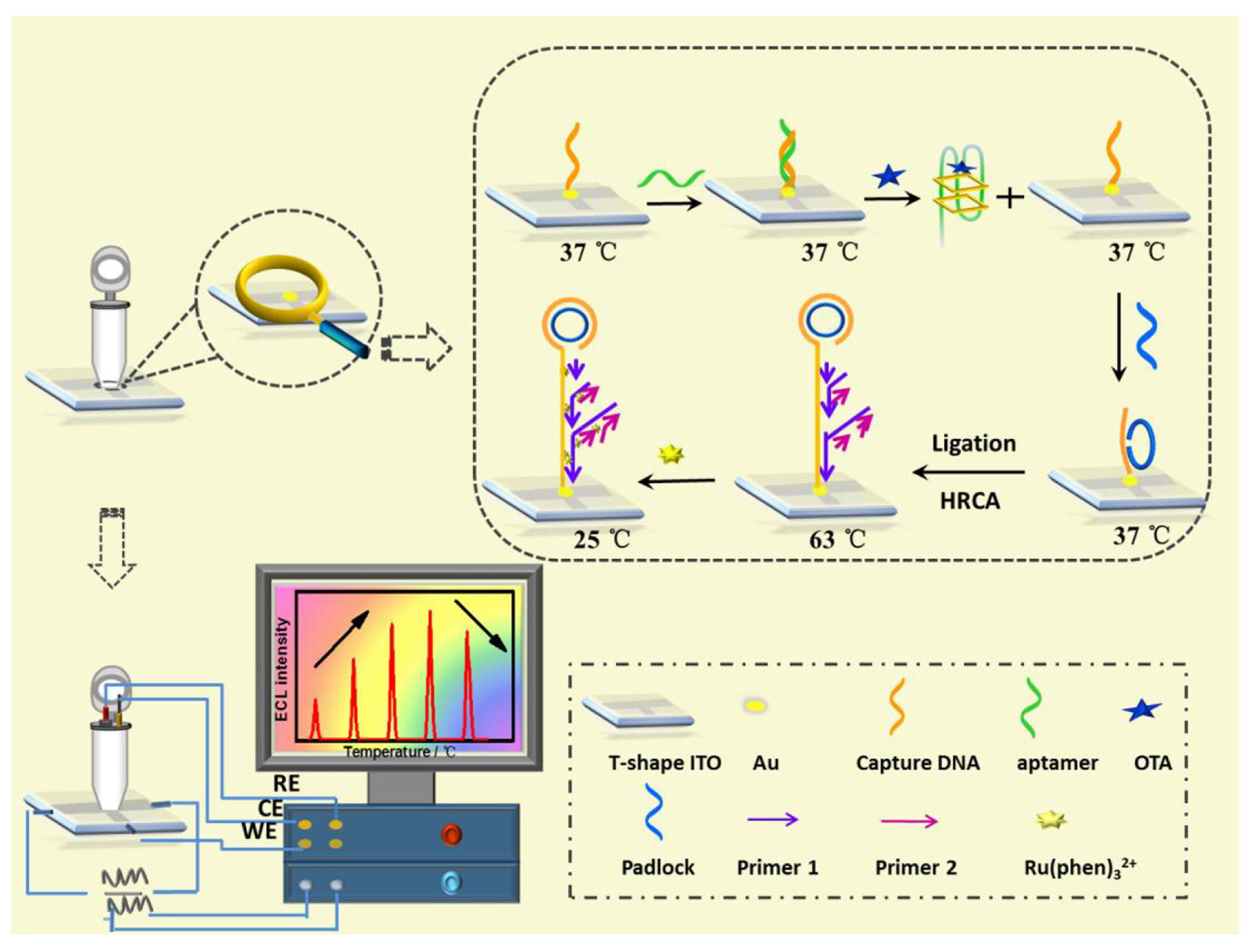 Biosensors 13 00653 g005