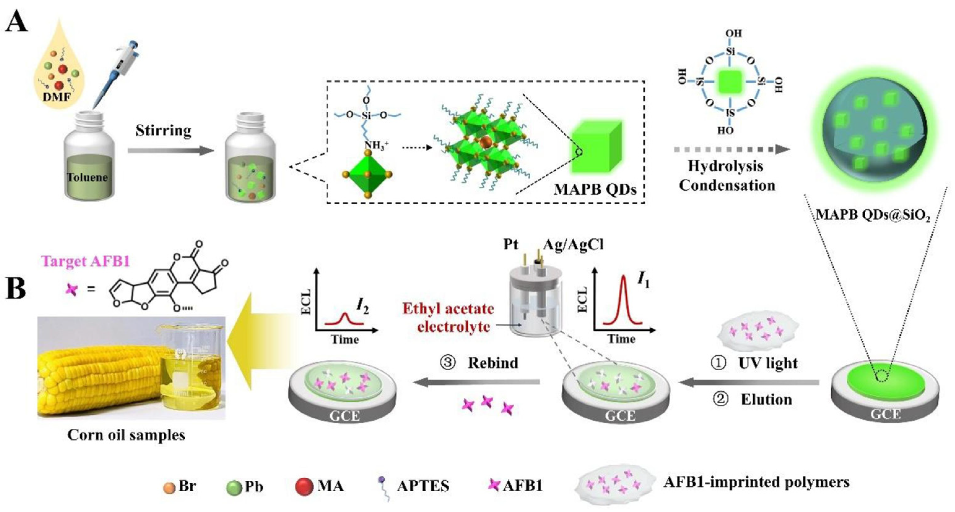 Biosensors 13 00653 g009