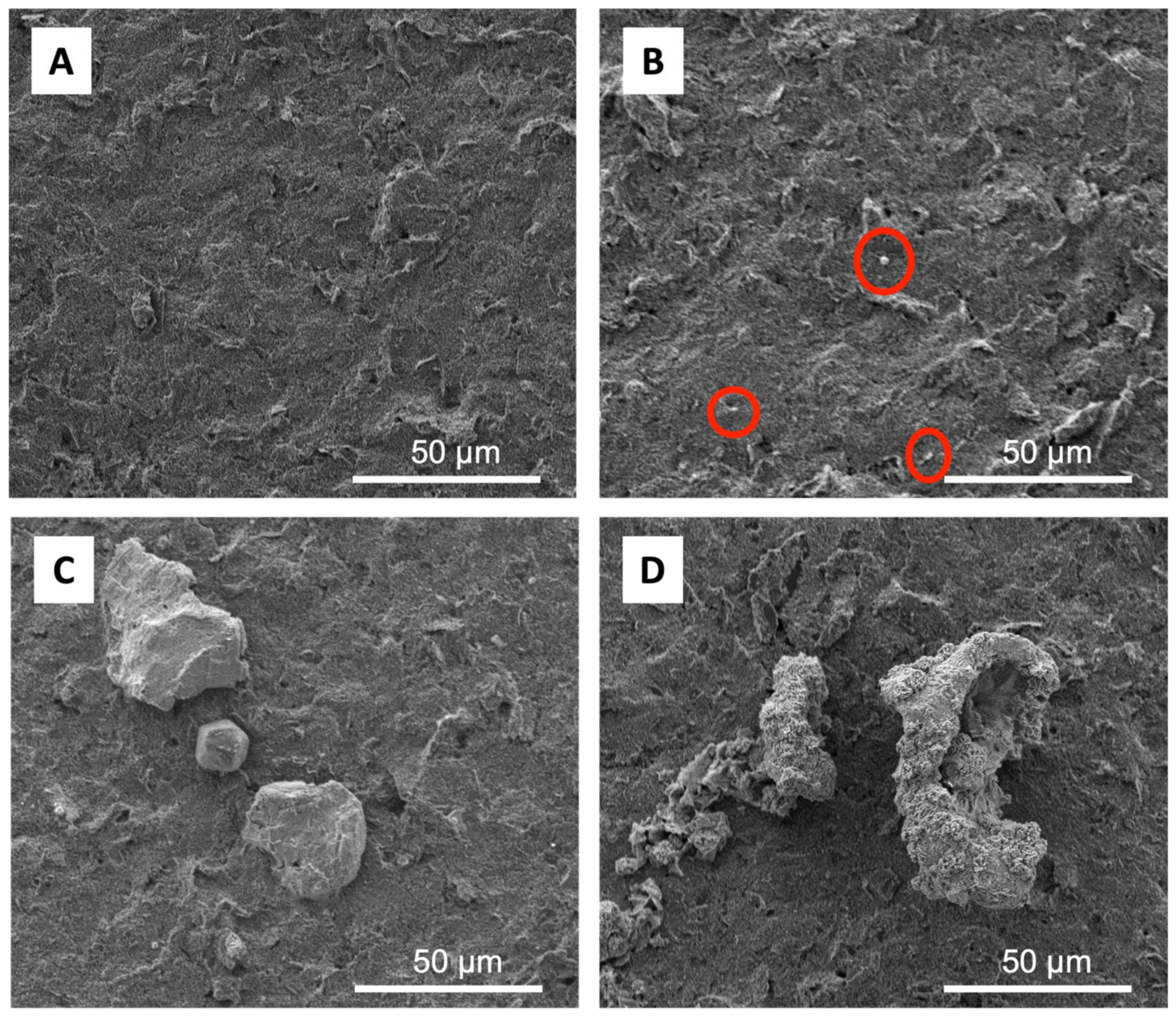 Biosensors 13 00657 g002