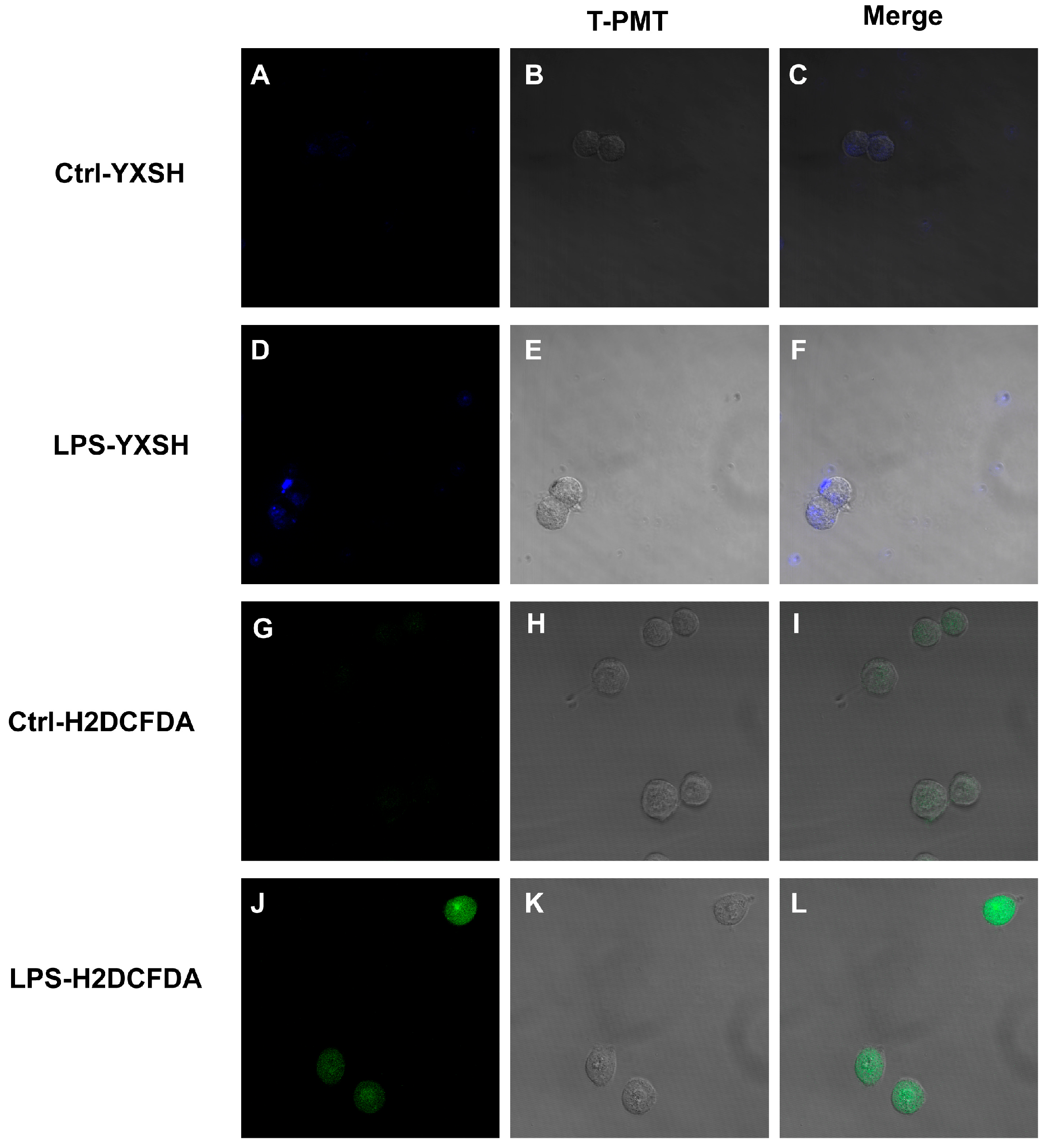 Biosensors 13 00658 g005