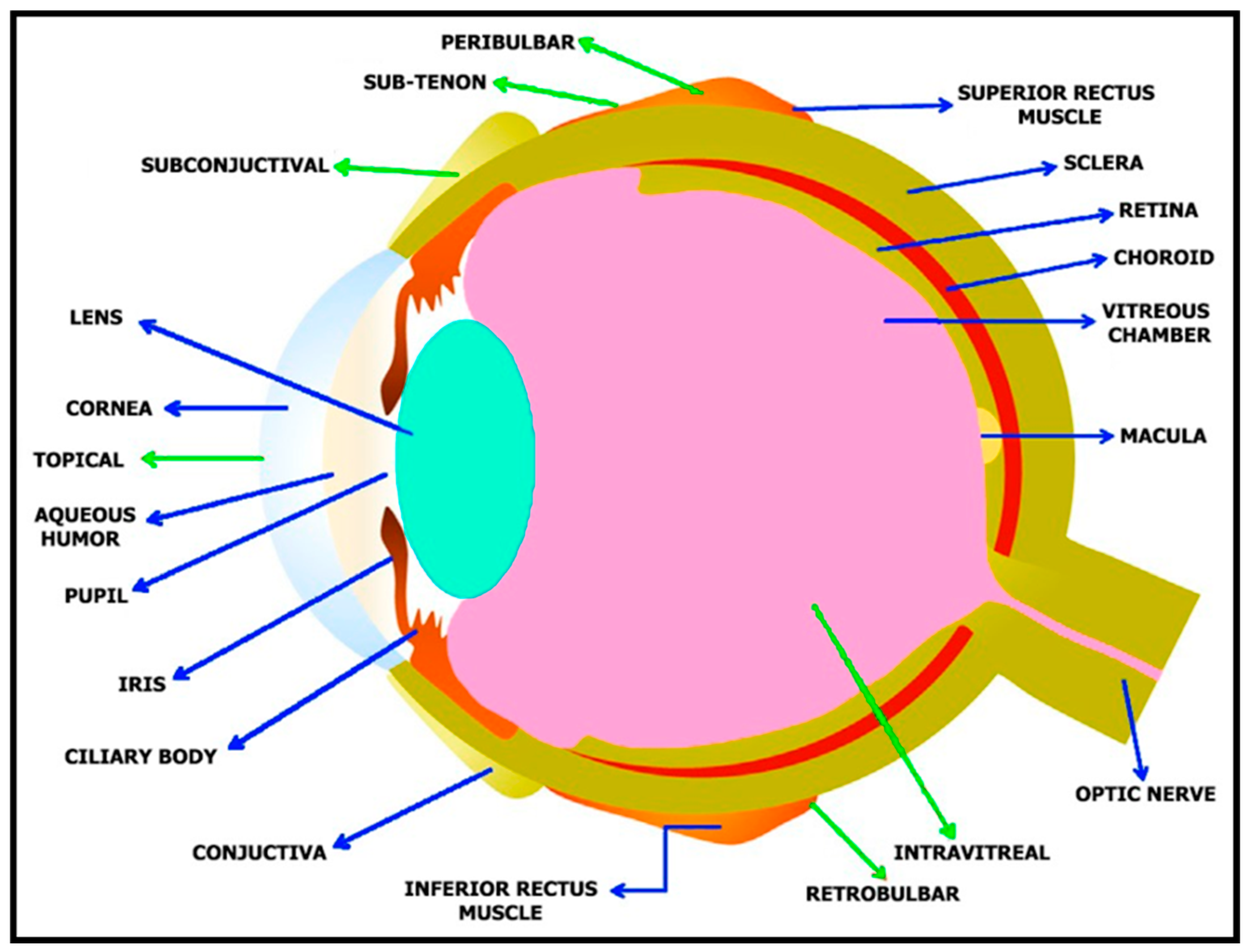 Biosensors 13 00663 g002