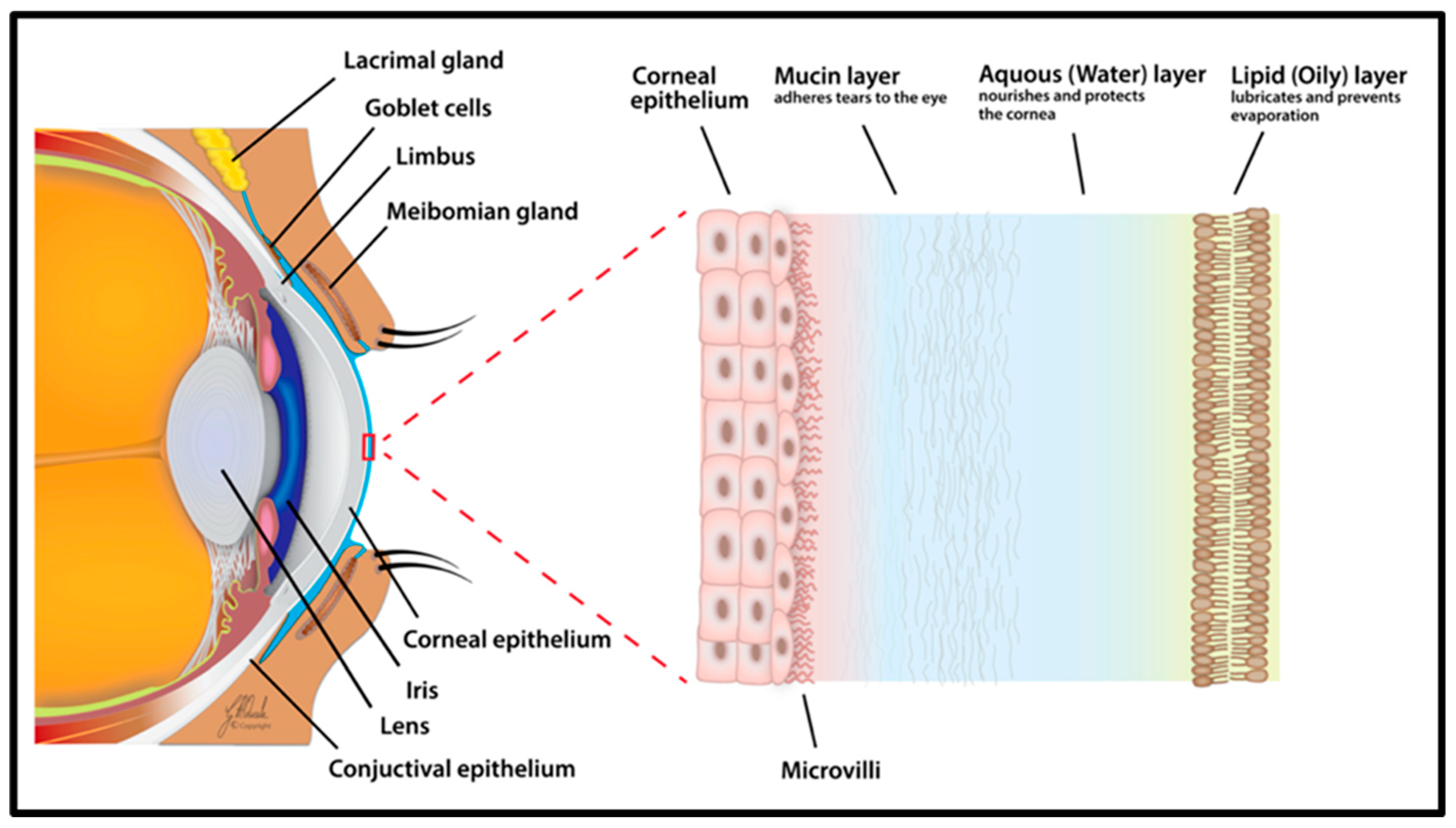 Biosensors 13 00663 g003