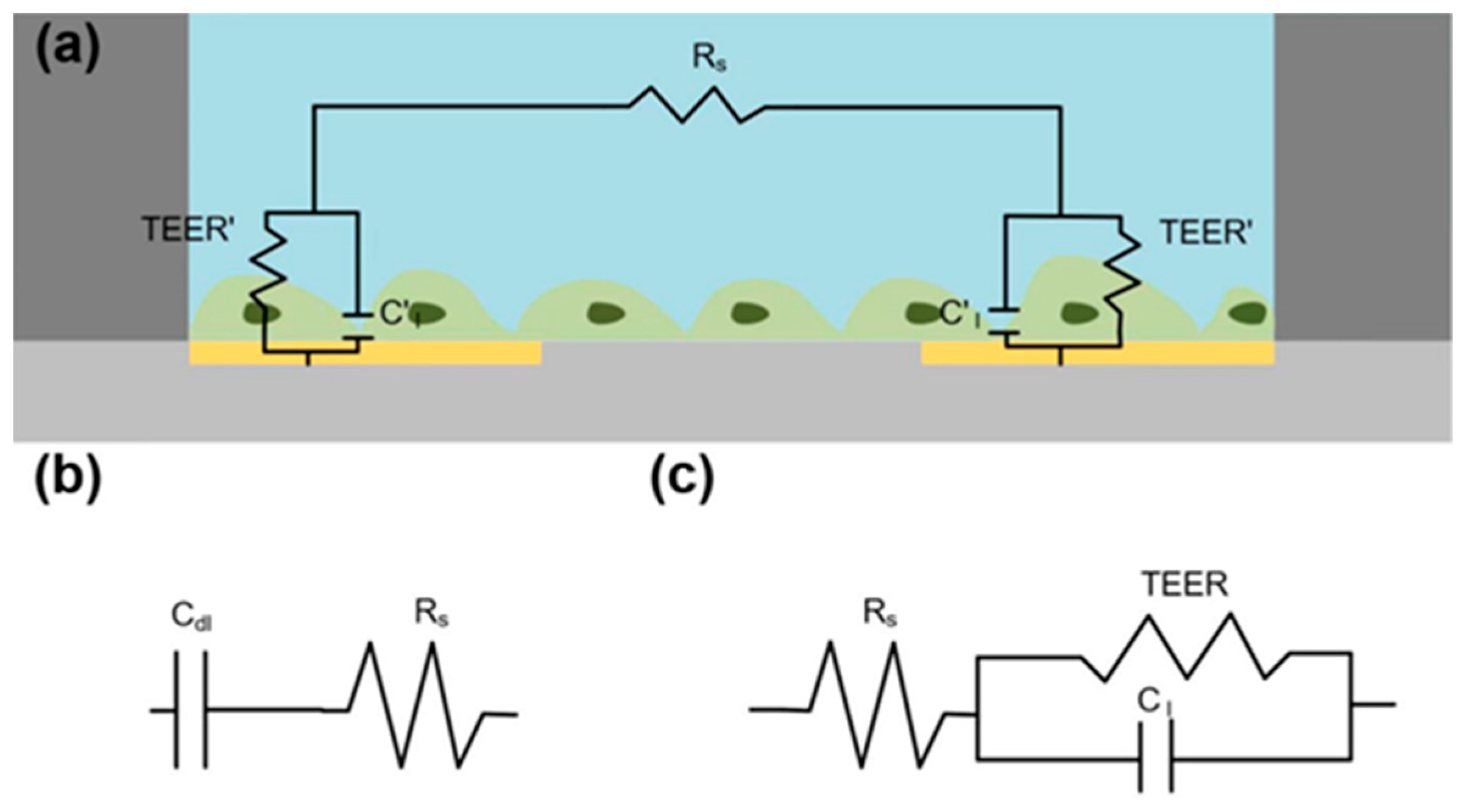 Biosensors 13 00686 g003