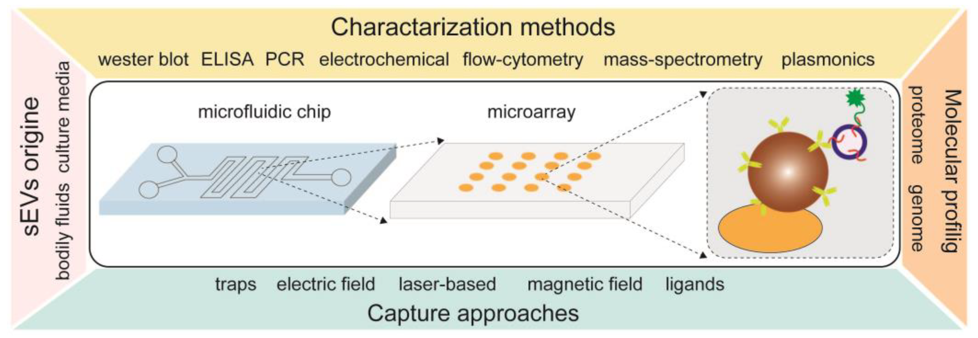Biosensors 13 00688 g005
