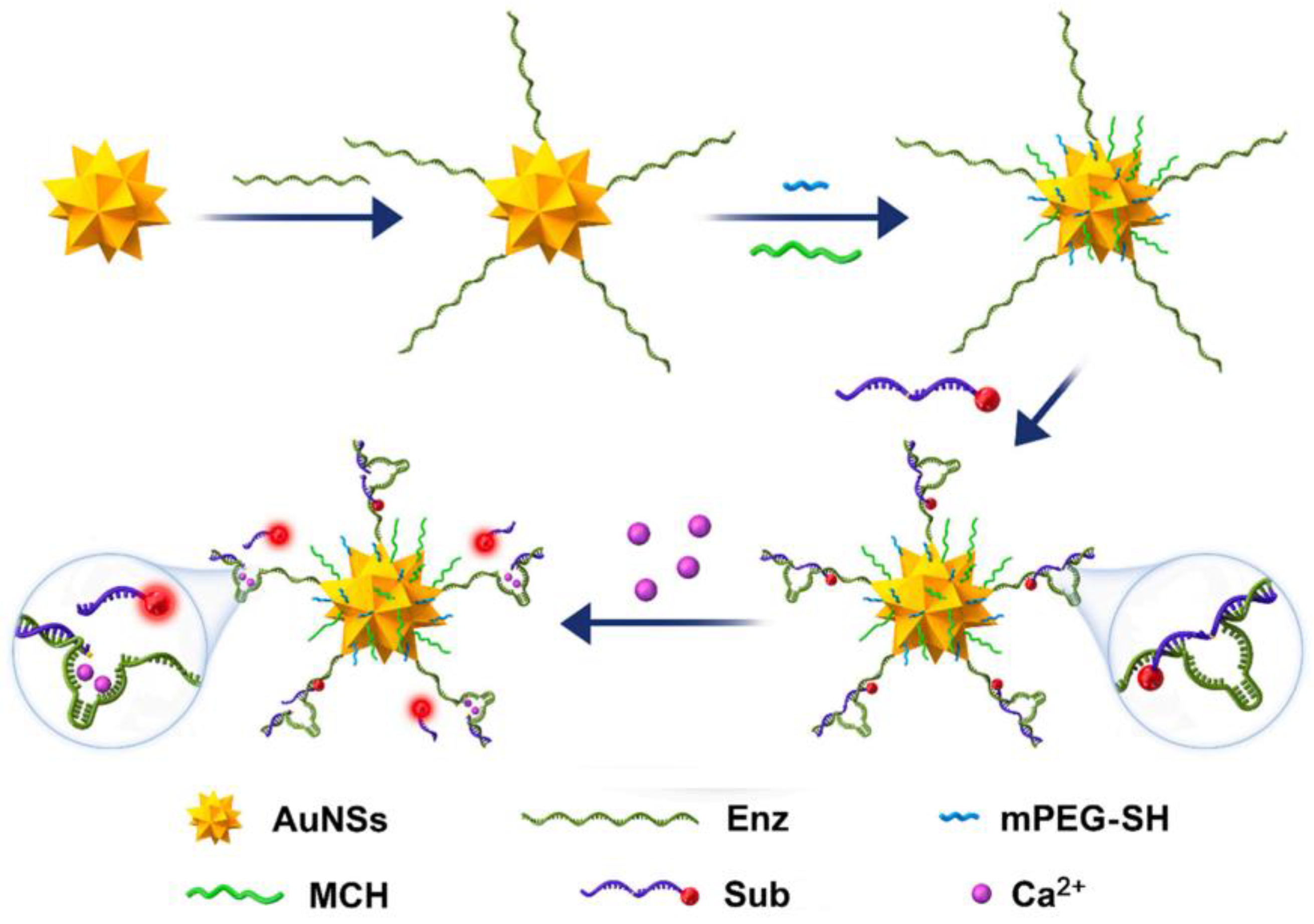 Biosensors 13 00693 g002