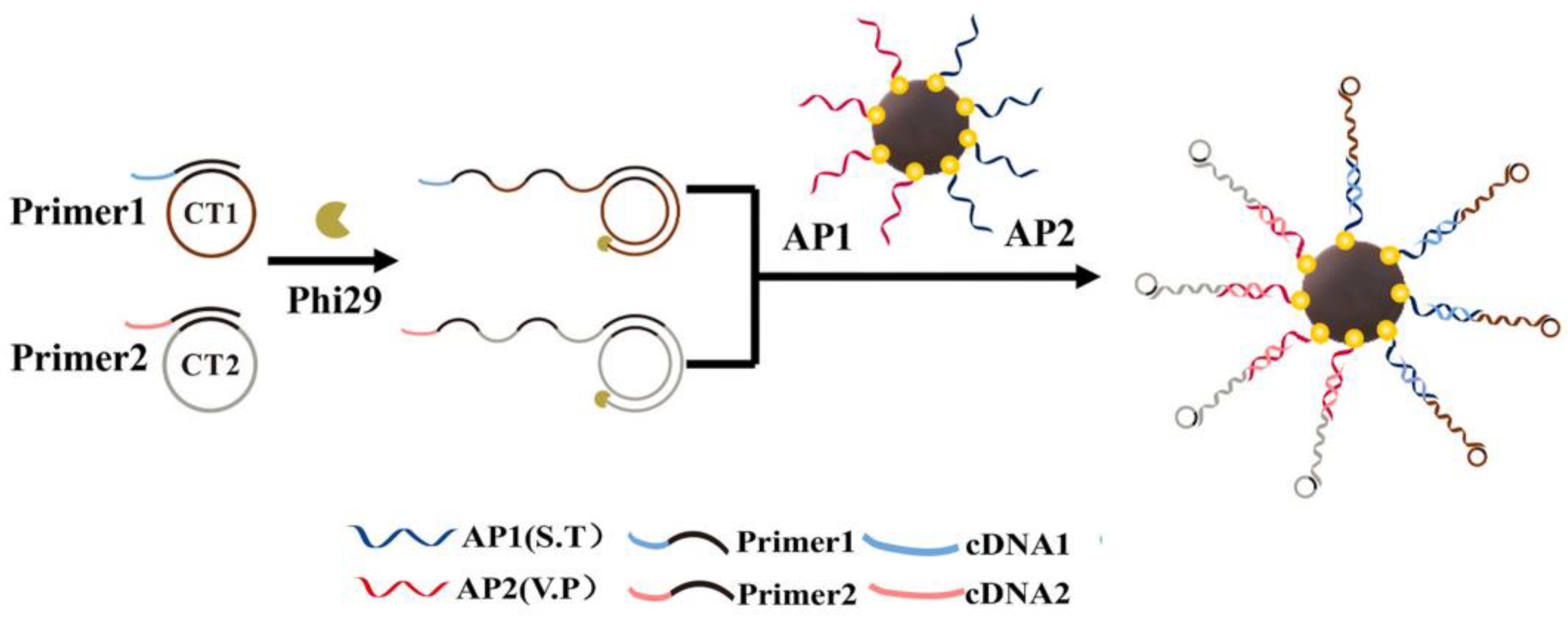 Biosensors 13 00693 g003