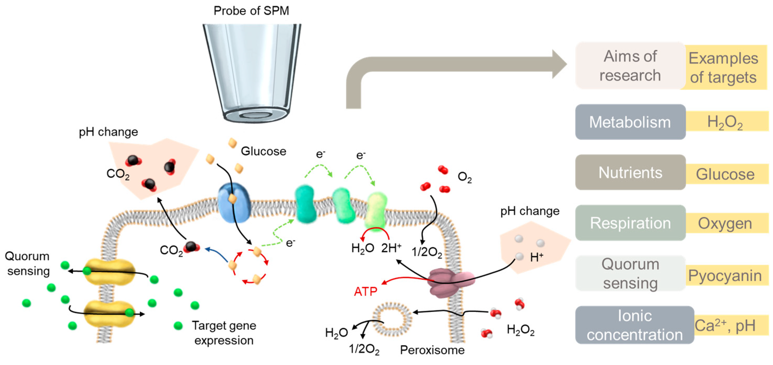 Biosensors 13 00695 g001